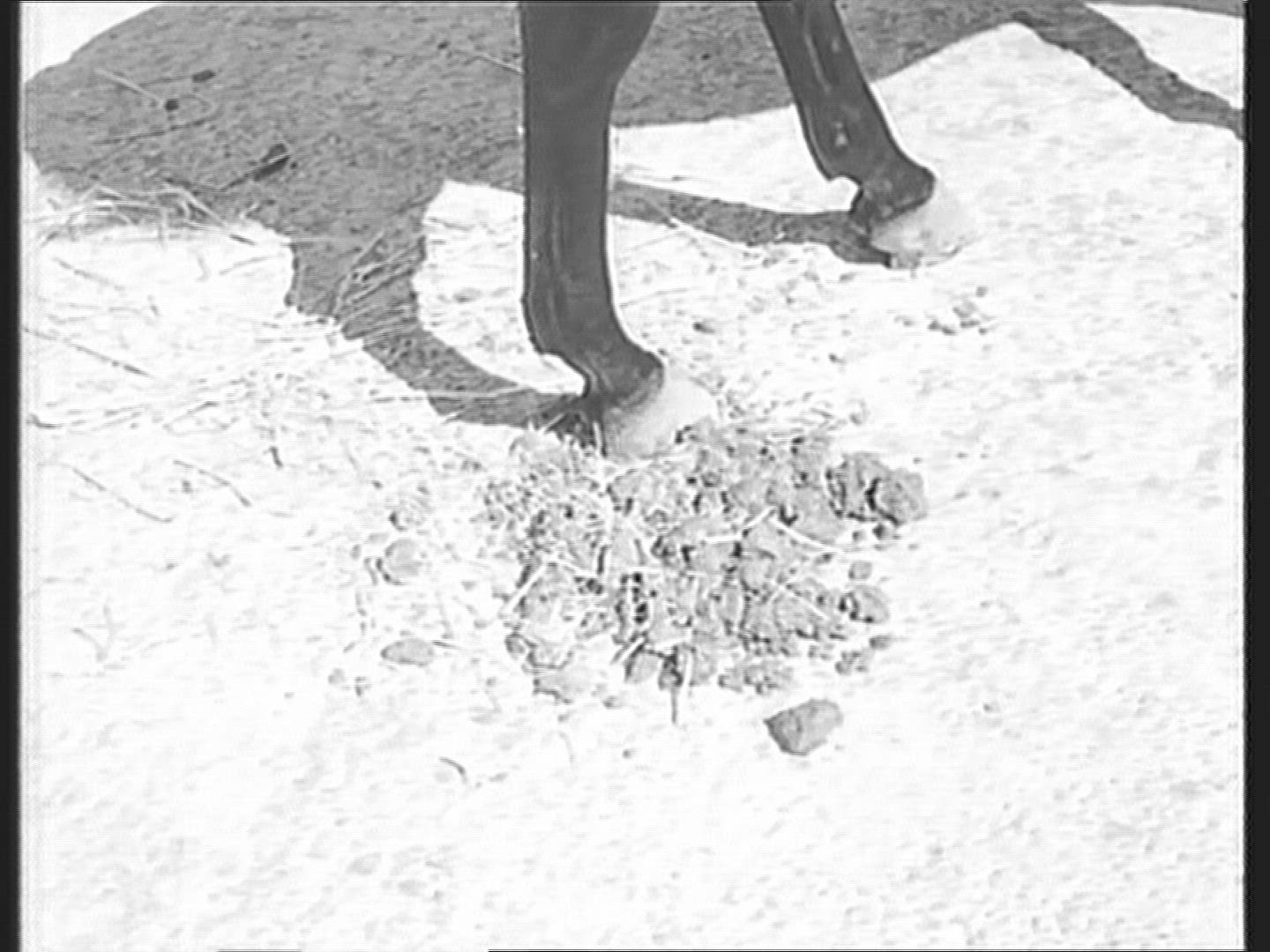 328378766 / Food / Scandal / Italy / 1960