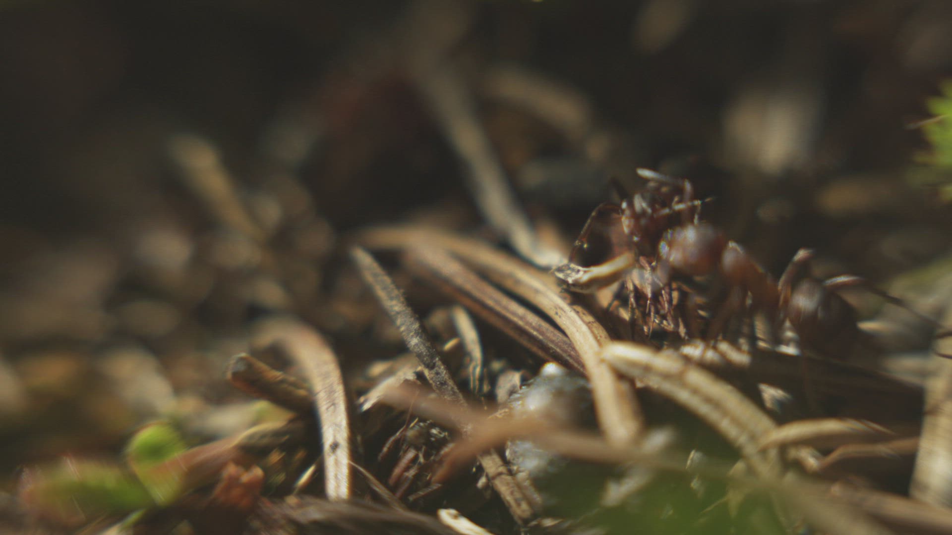 643903174 / Ant / Crawling / Norway