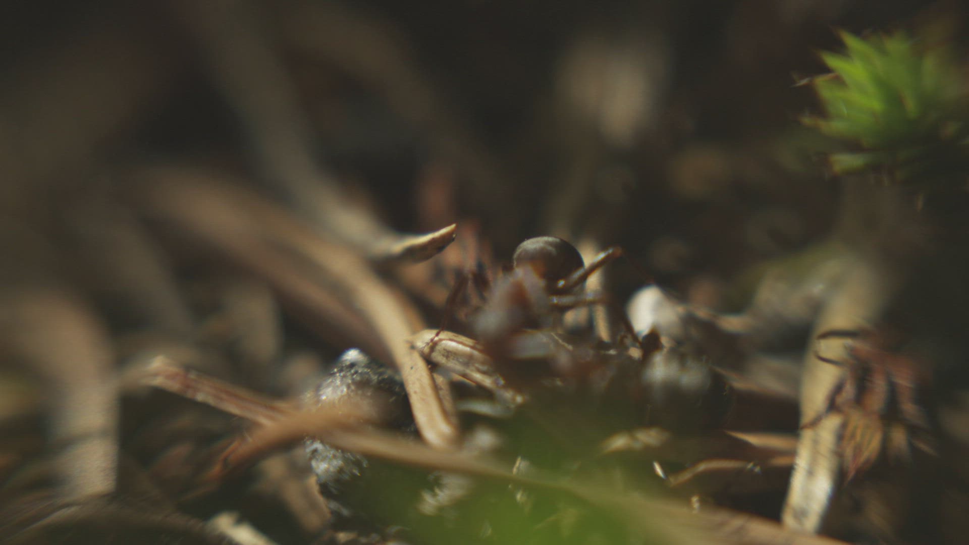 438120782 / Ant / Crawling / Norway