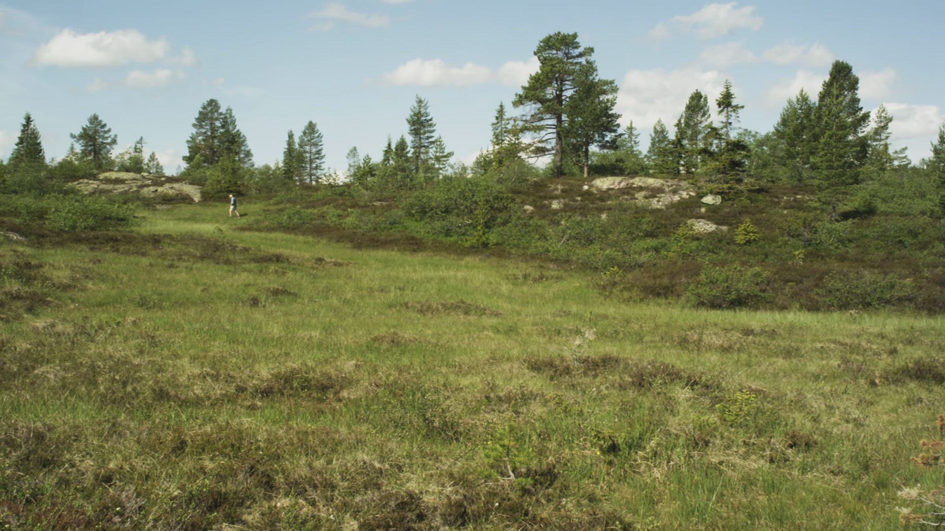 471493371 / Conifer / Norway
