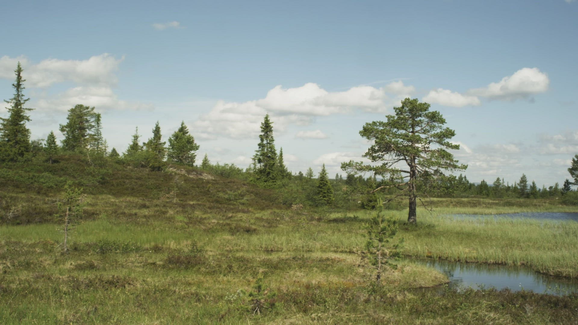 716116676 / Conifer / Norway