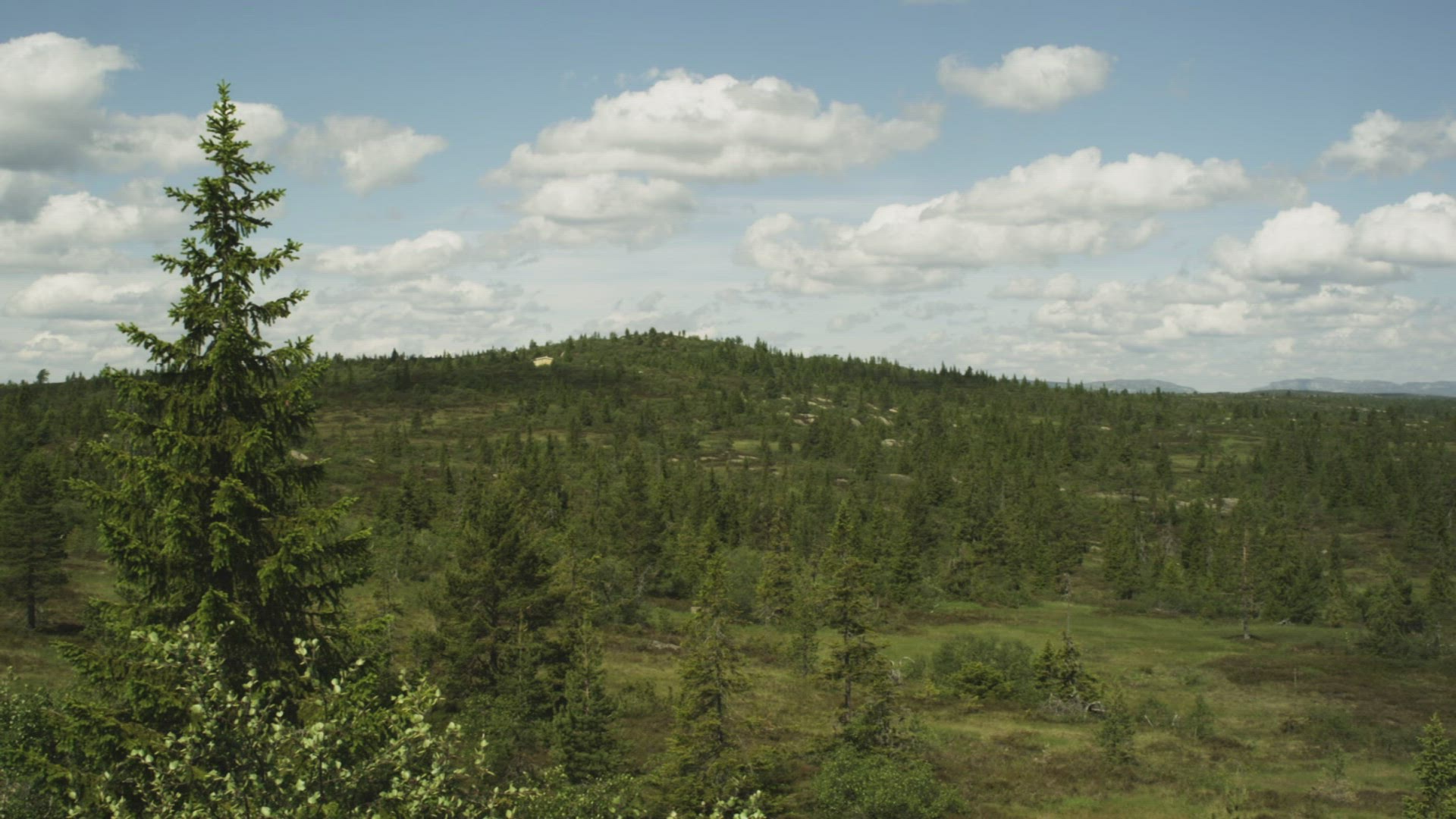 463003985 / Conifer / Norway