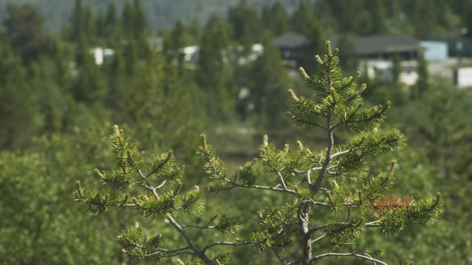 671221767 / Conifer / Pond / Norway