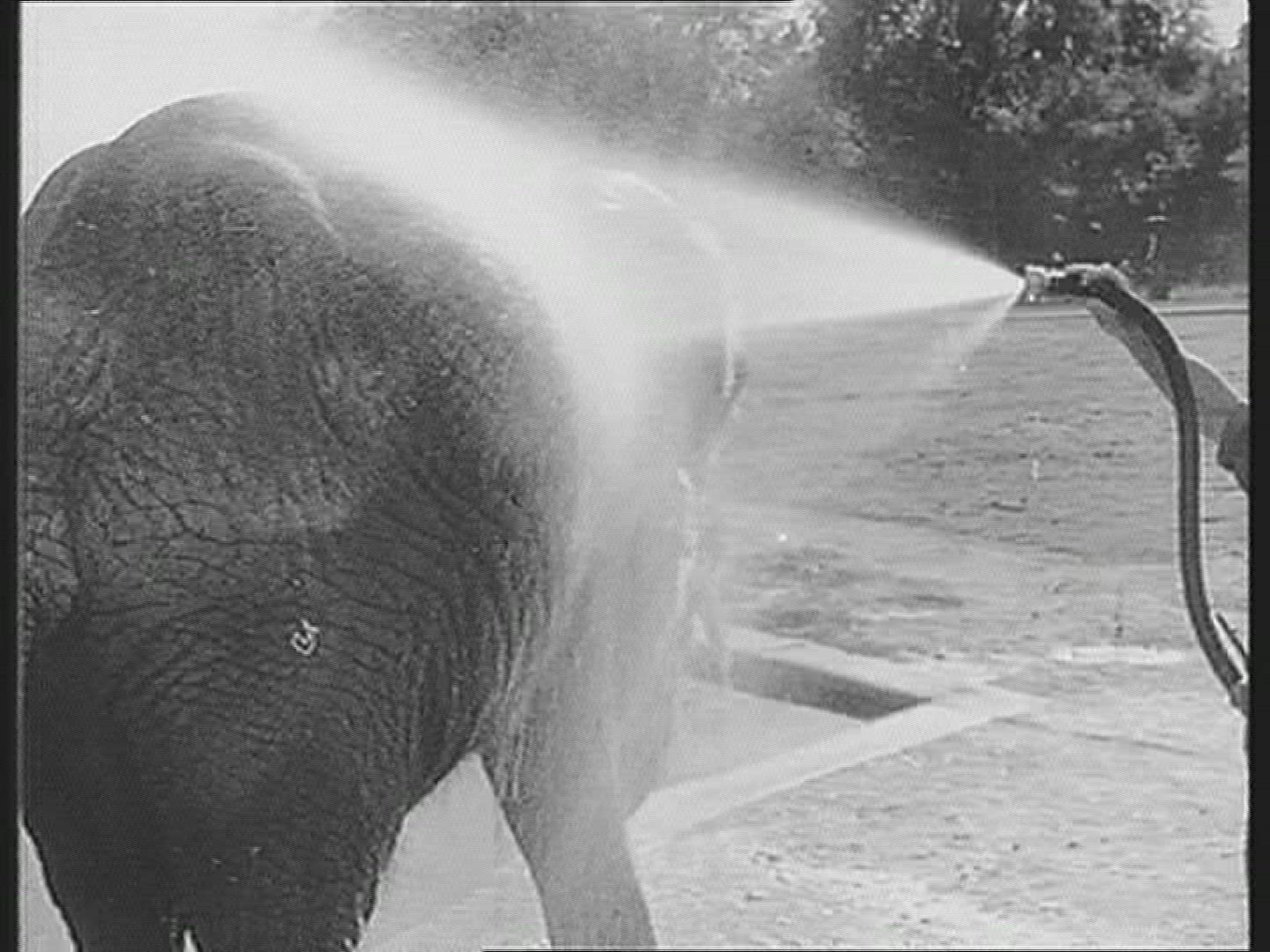 240521457 / Animal / 1961