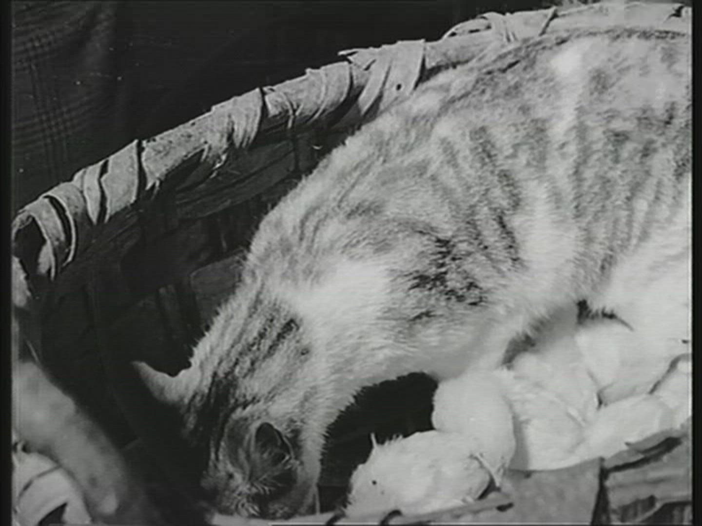 536789185 / Animal / Adoption / Zoo / Rome / Italy / 1962
