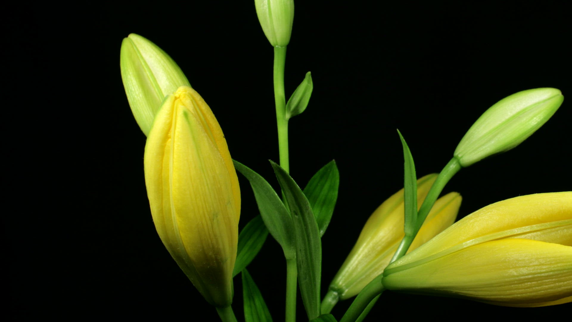 244968278 / Lily / Timelapse