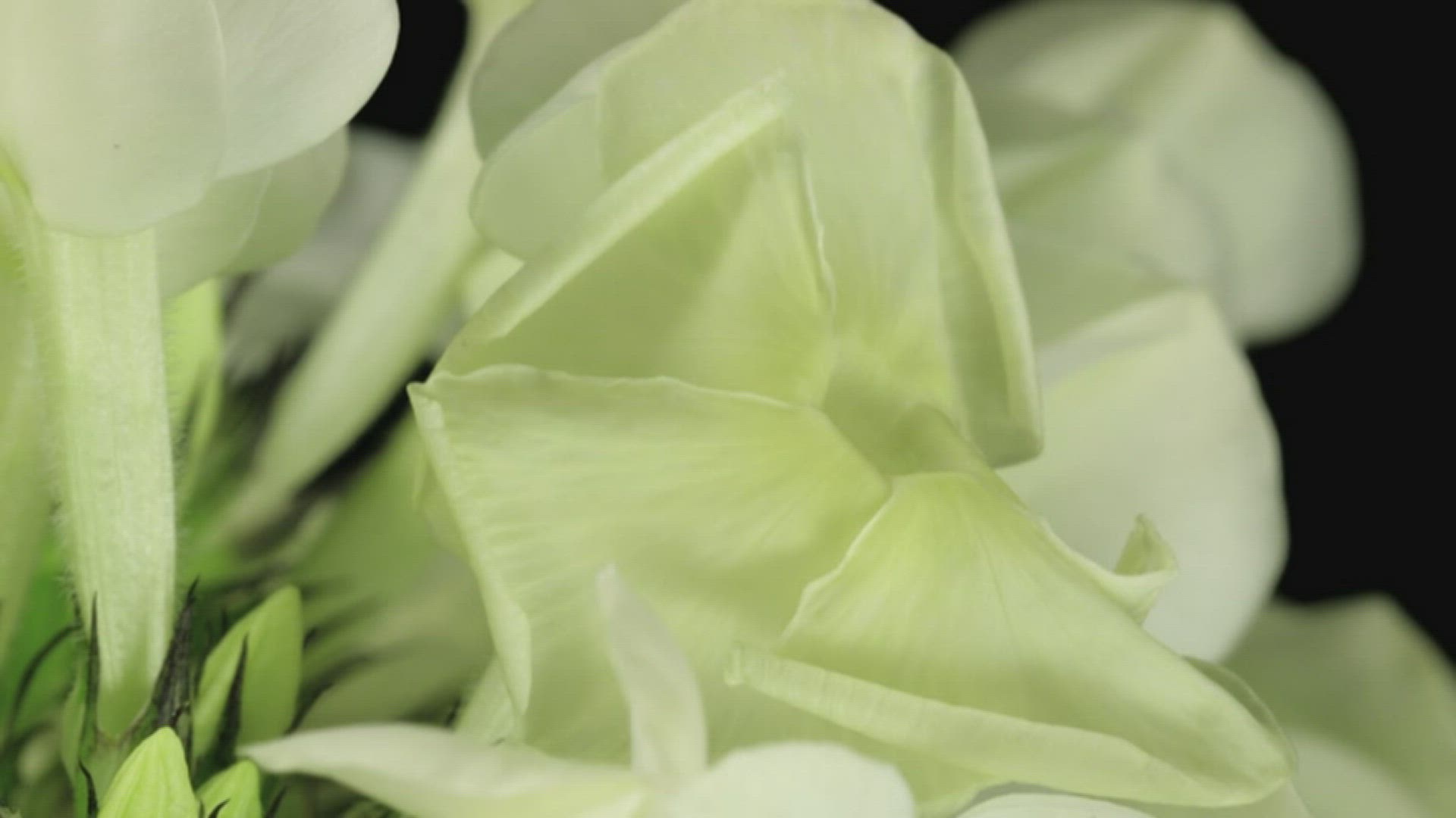 470550816 / Plant / Flourishing / Timelapse