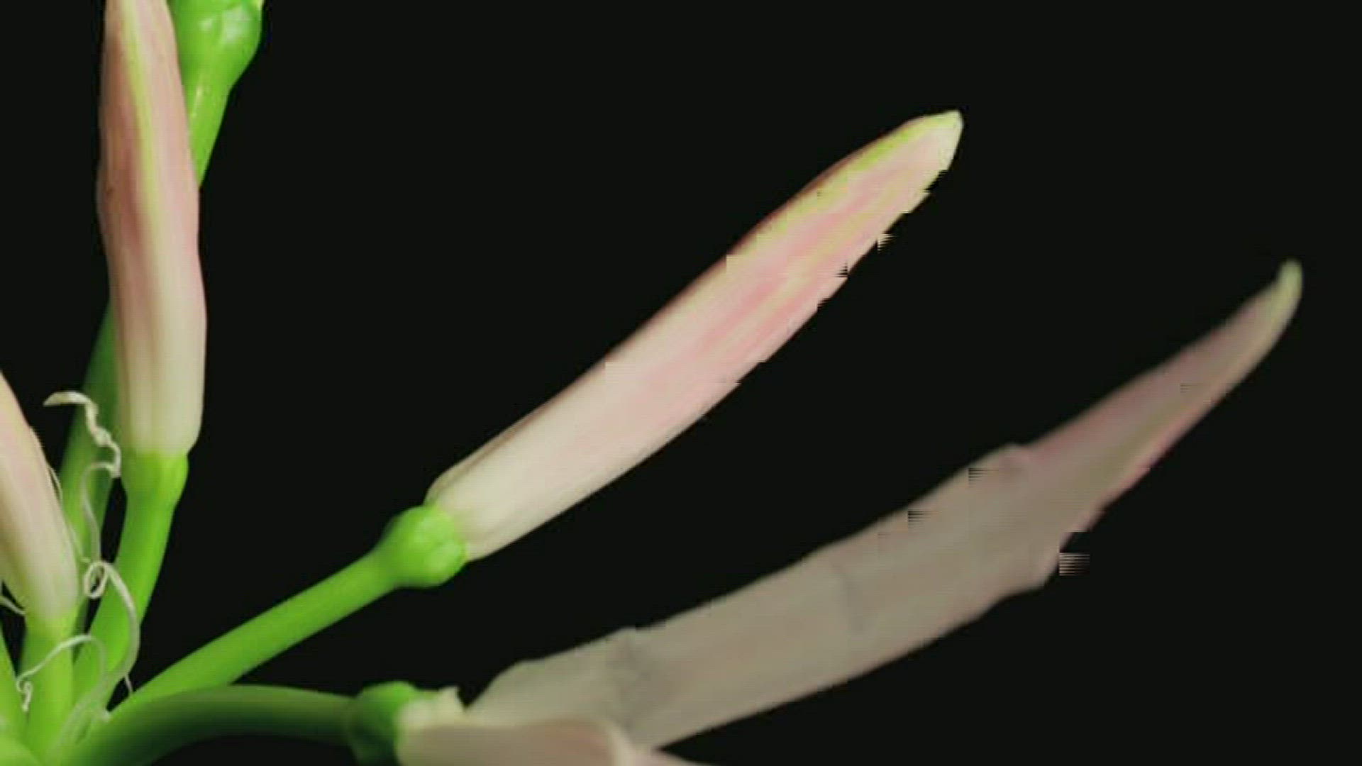 874950760 / Plant / Flourishing / Timelapse