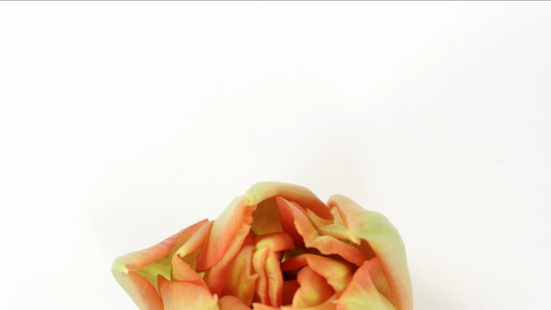 198735118 / Blossom / Flower / Flourishing / Timelapse