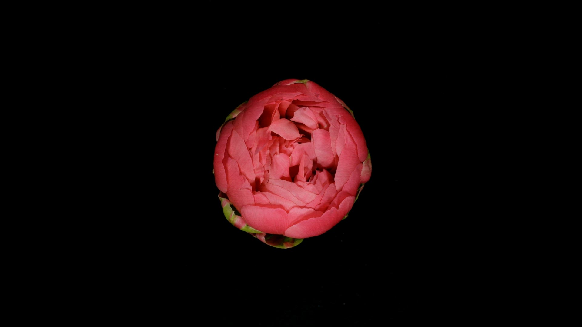 269846825 / Blossom / Flourishing / Wilting / Timelapse