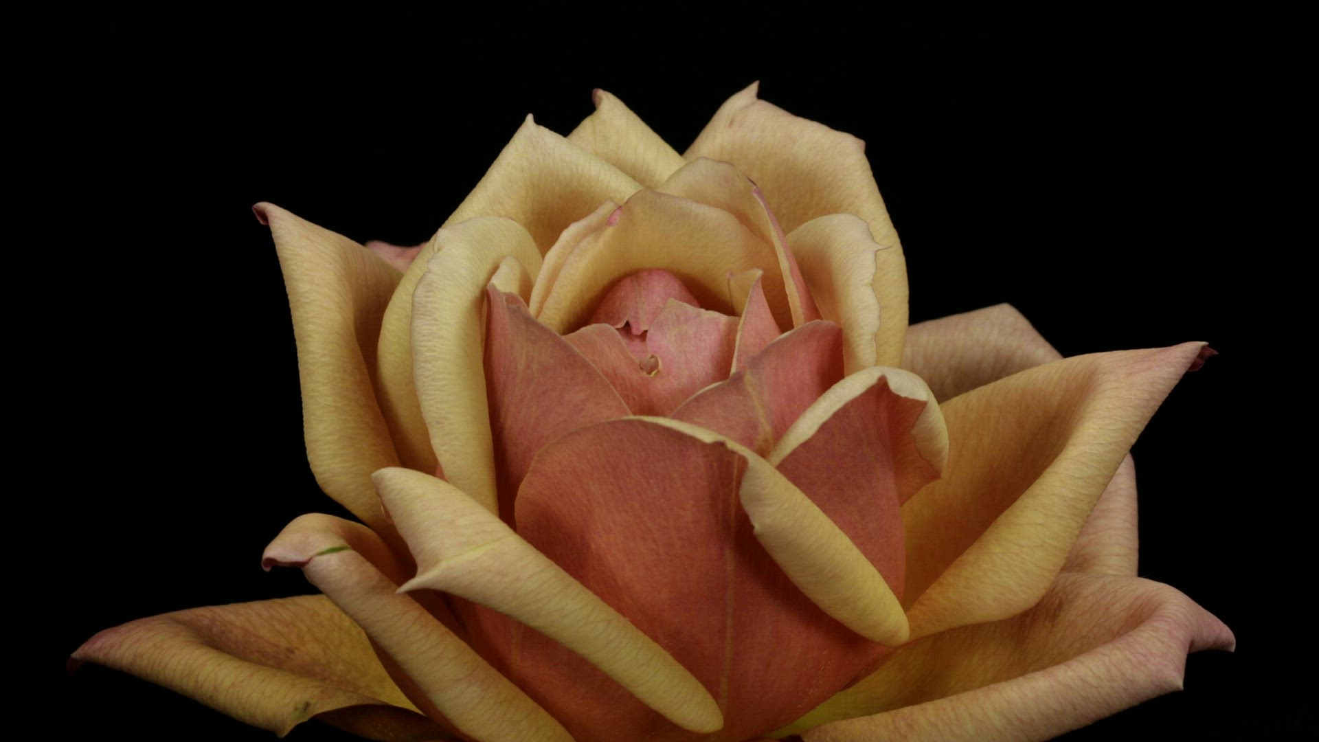 713366148 / Blossom / Flourishing / Wilting / Timelapse