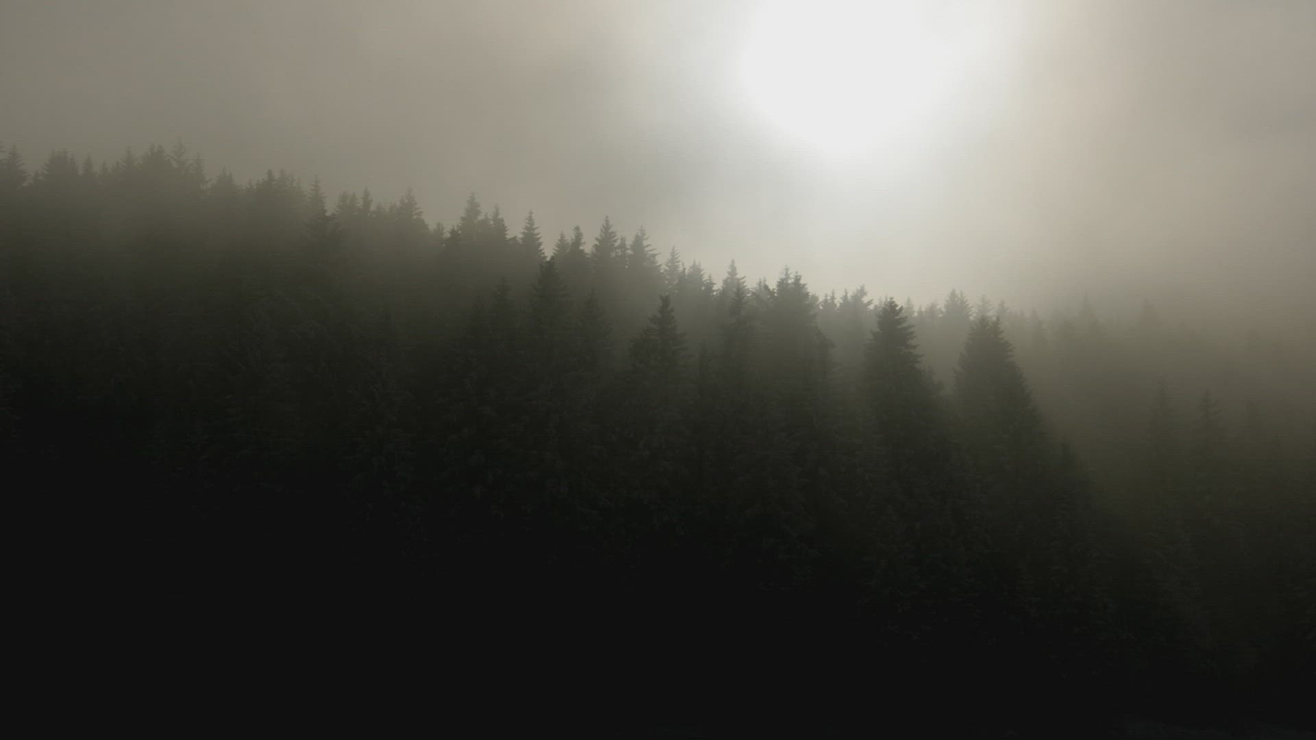 258535526 / Forest / Alpine Foreland / Germany / Timelapse