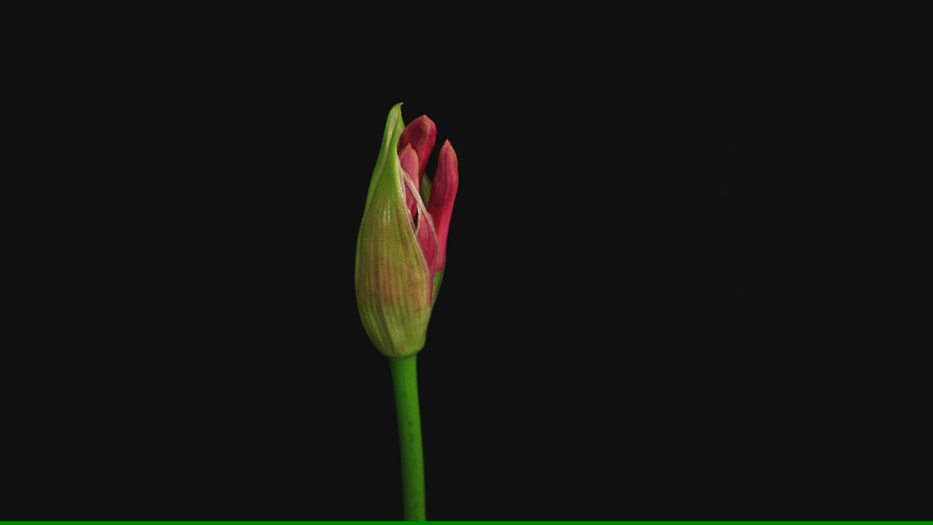 855308074 / Freshness / Petal / Opening