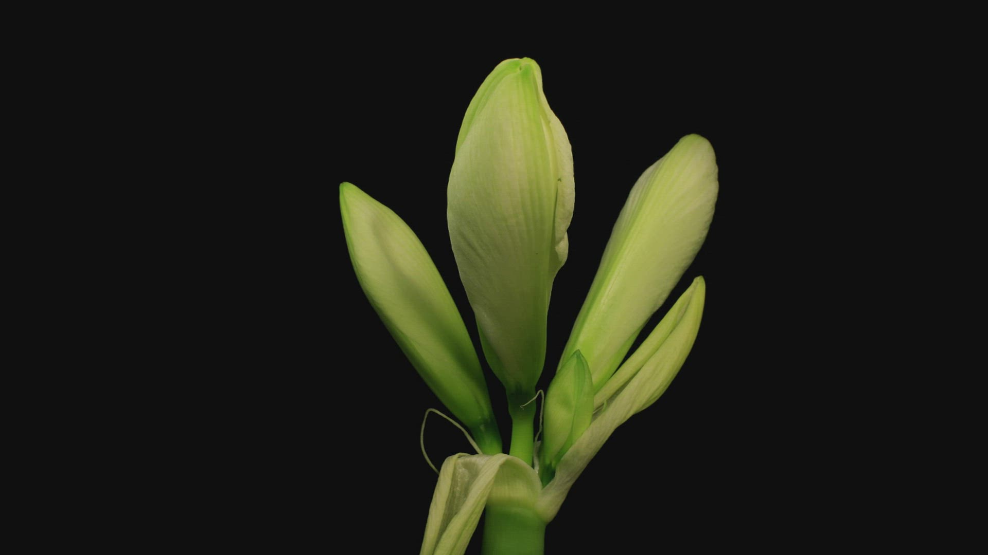 695114389 / Freshness / Petal / Opening