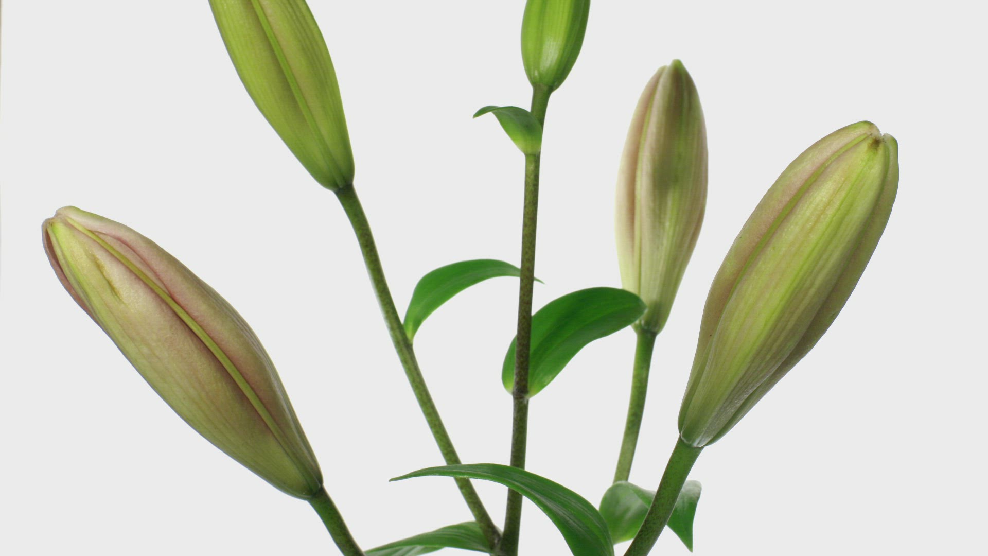 418051131 / Flower / Flourishing / Timelapse