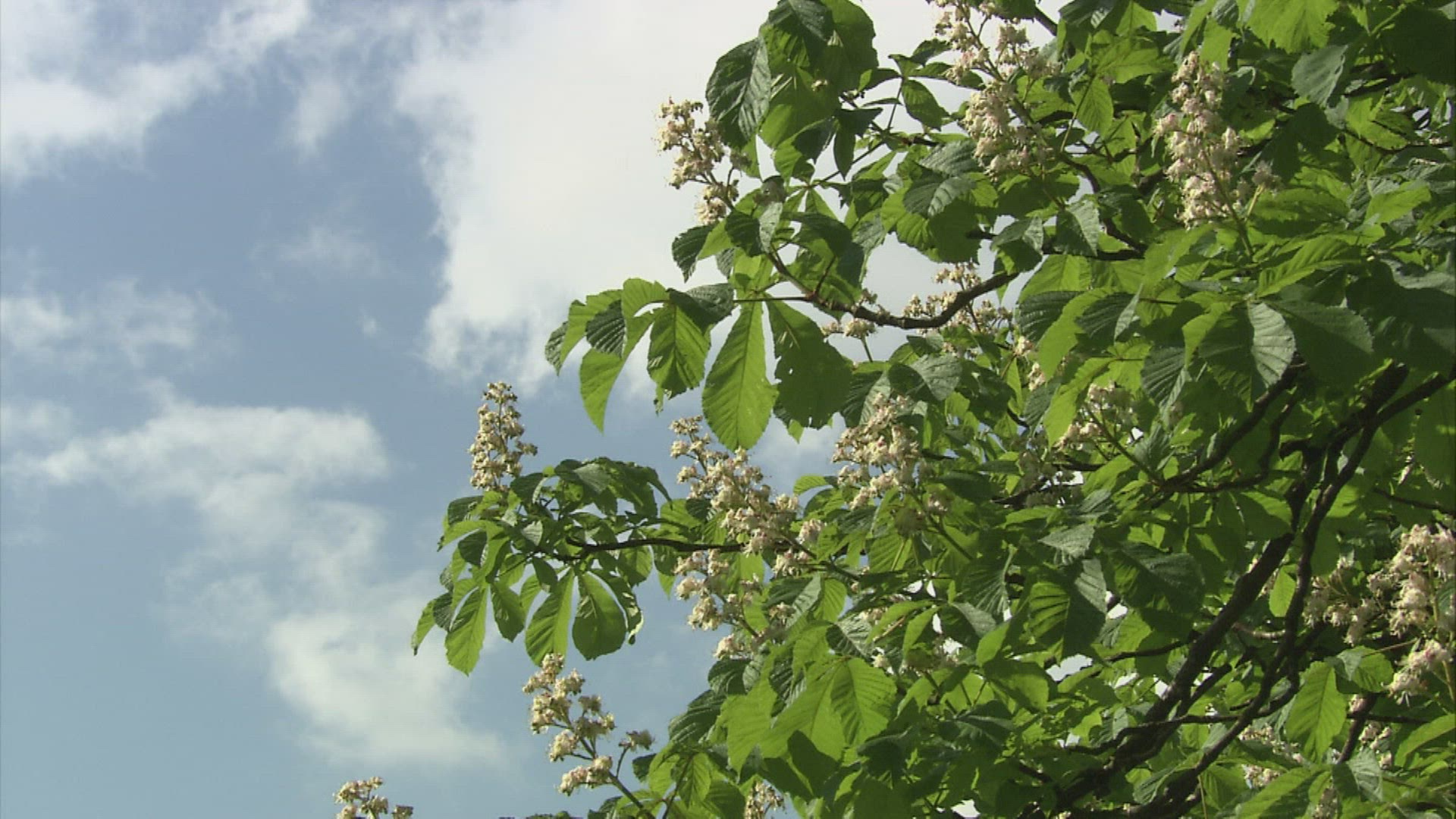 739463034 / Chestnut / Germany