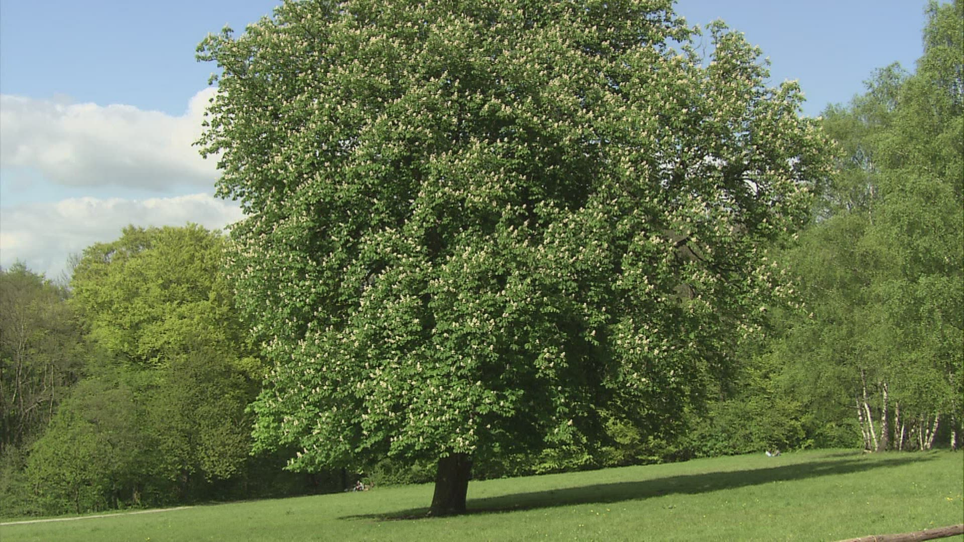 512259575 / Chestnut / Germany