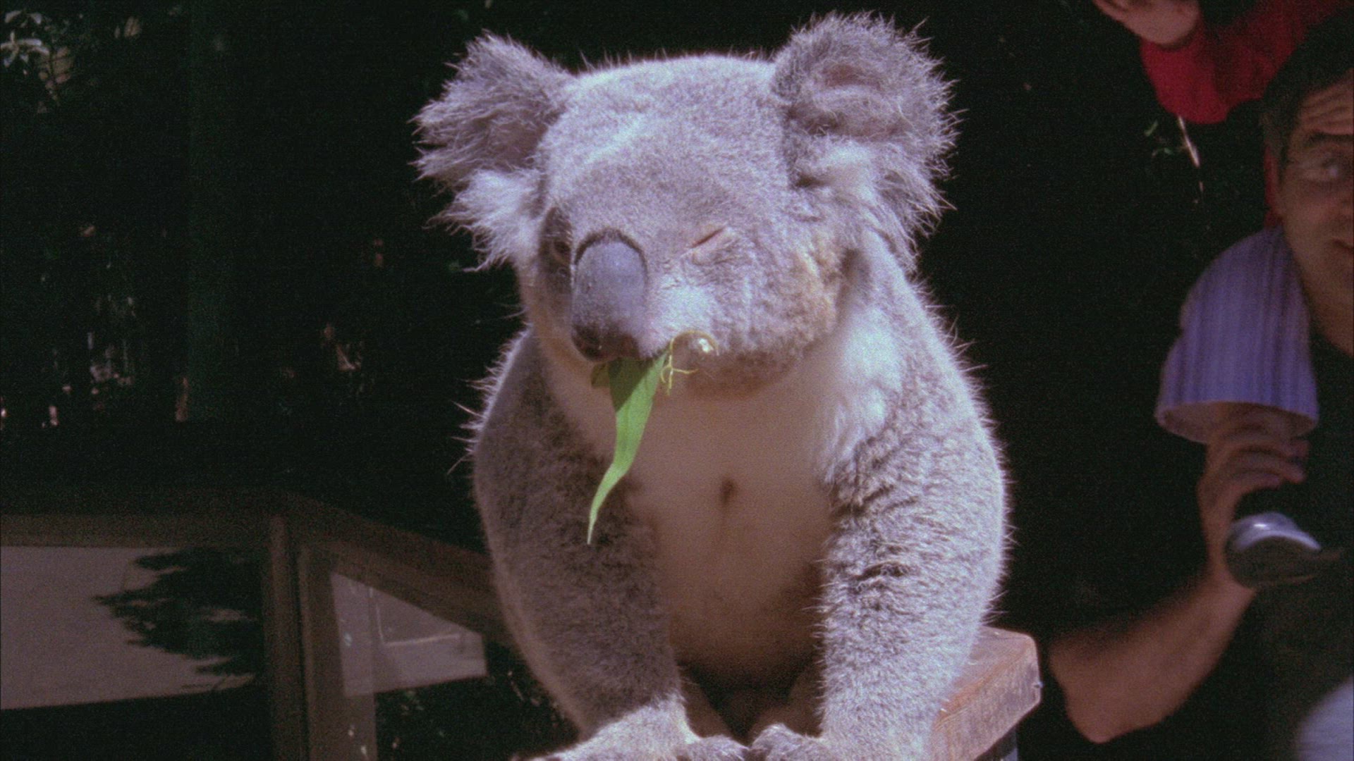 815010301 / Koala / Australia
