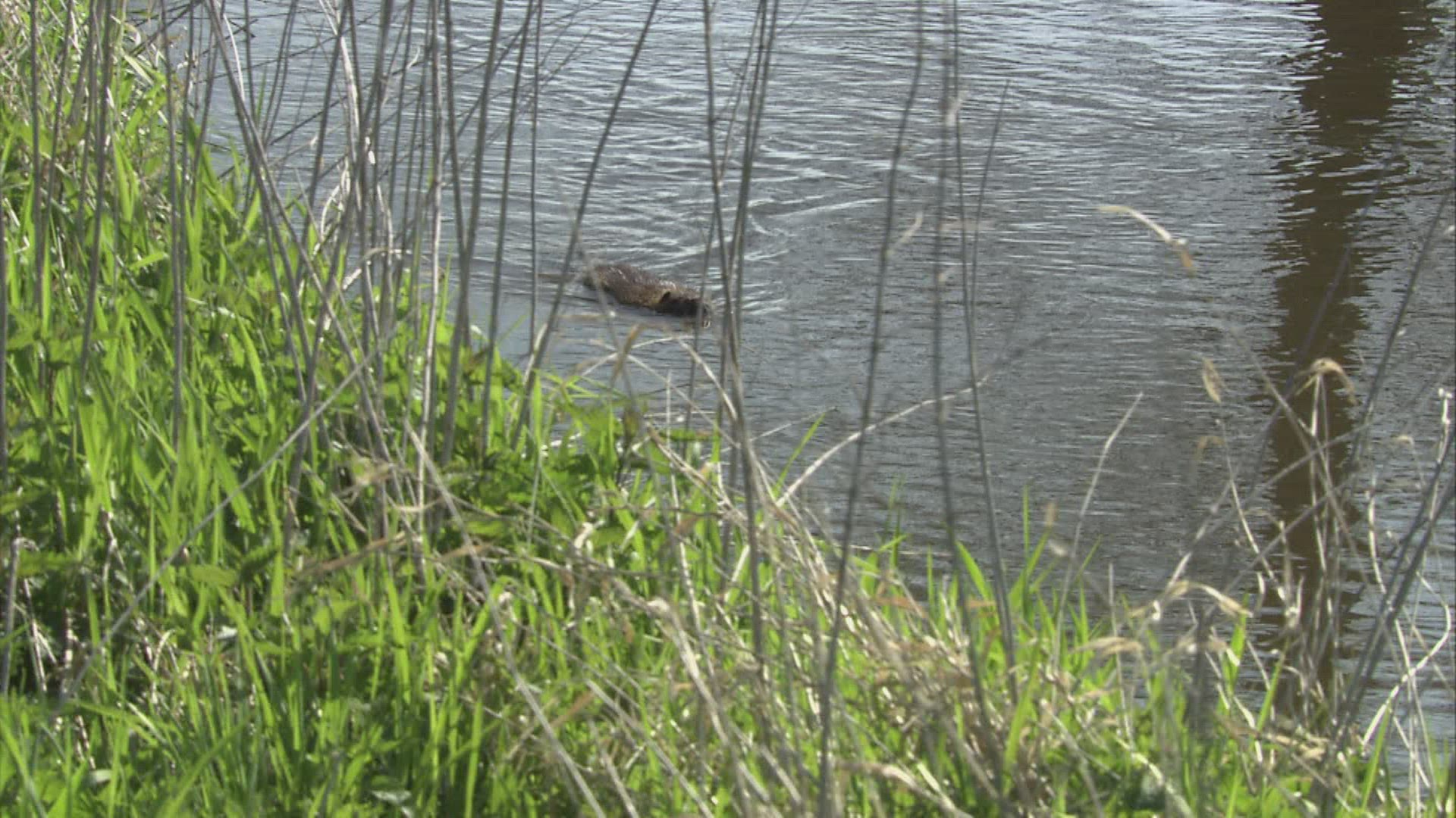 324555863 / Coypu / River / Waterside / Germany
