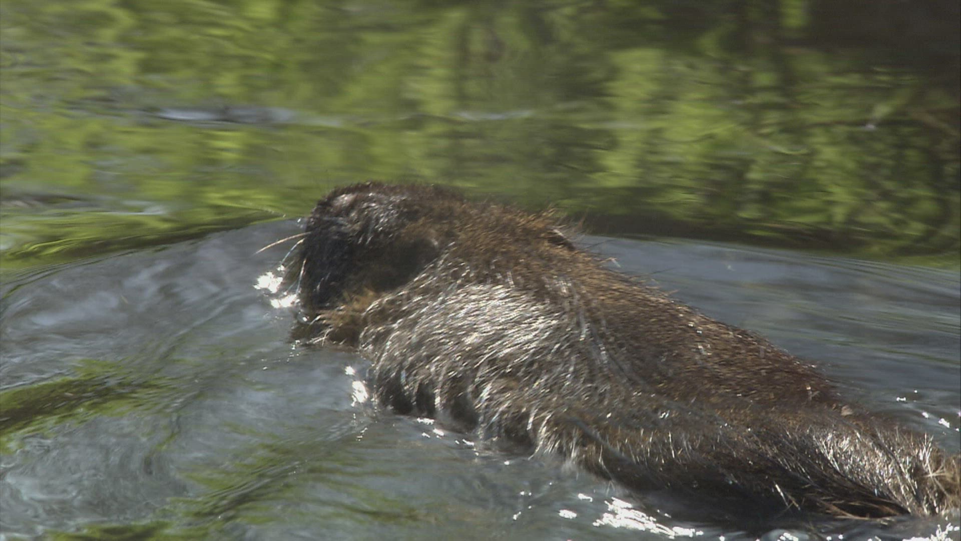 601601084 / Coypu / River / Waterside / Germany