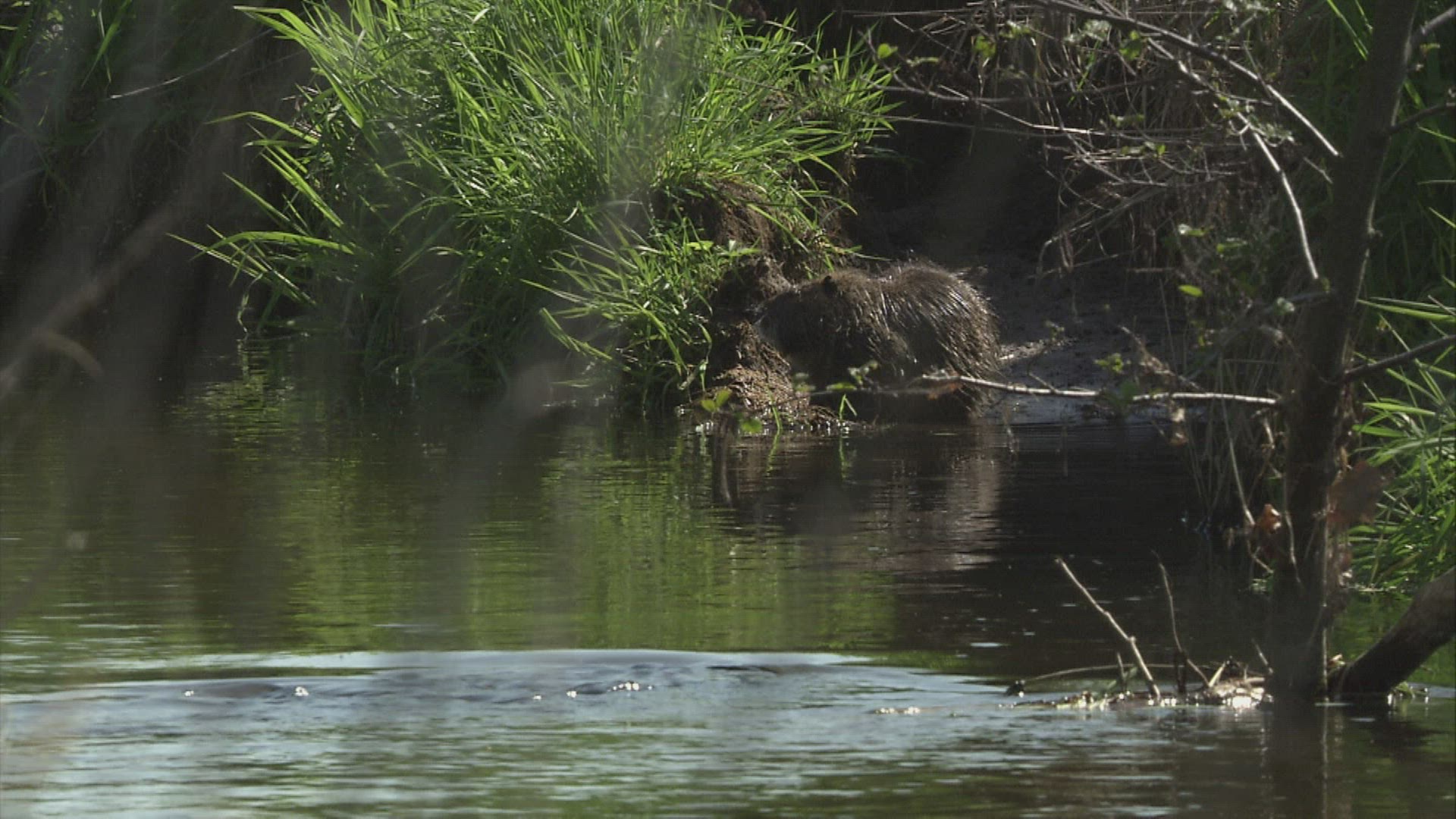 993187266 / Coypu / River / Waterside / Germany