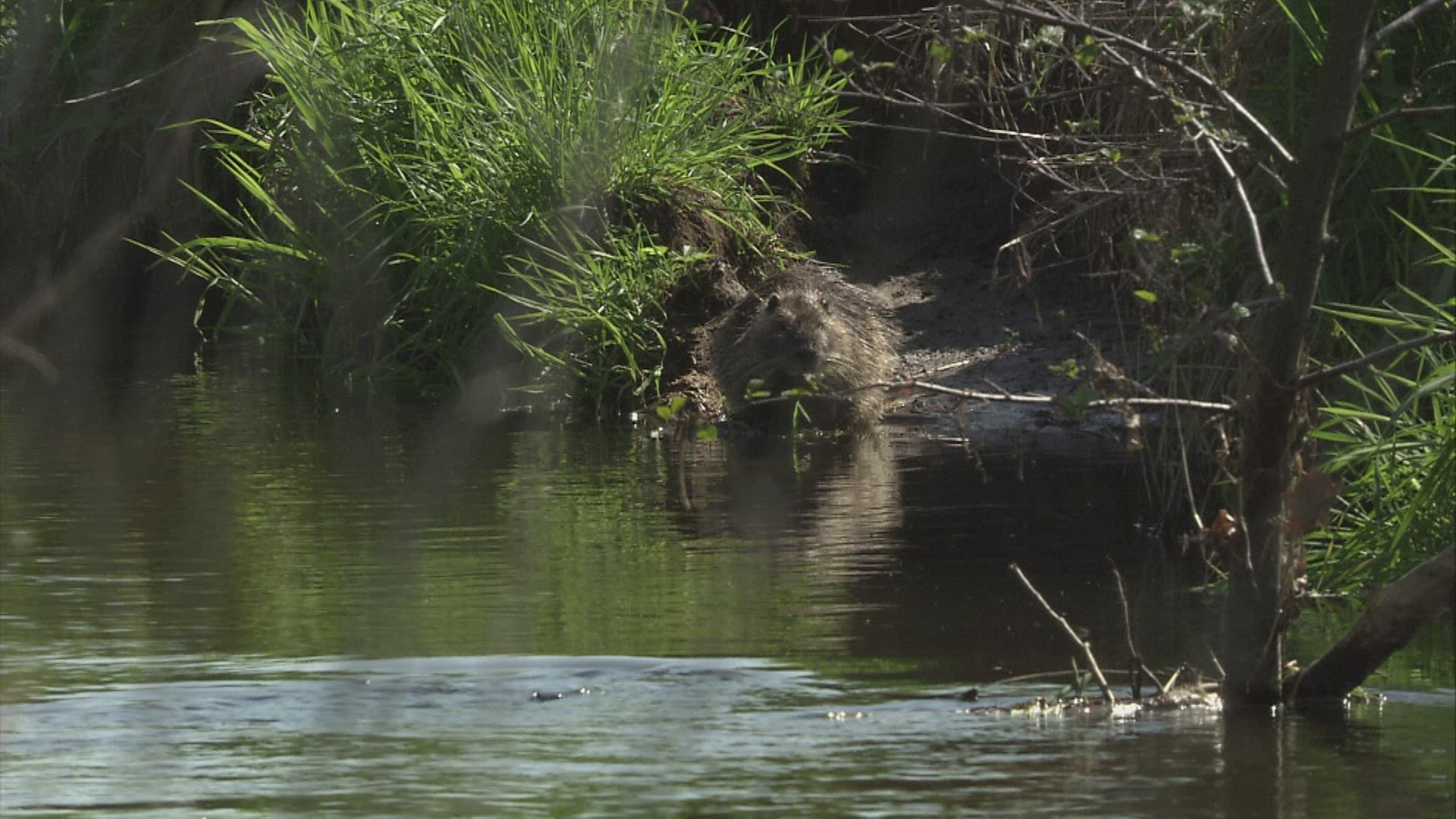 727068035 / Coypu / River / Waterside / Germany