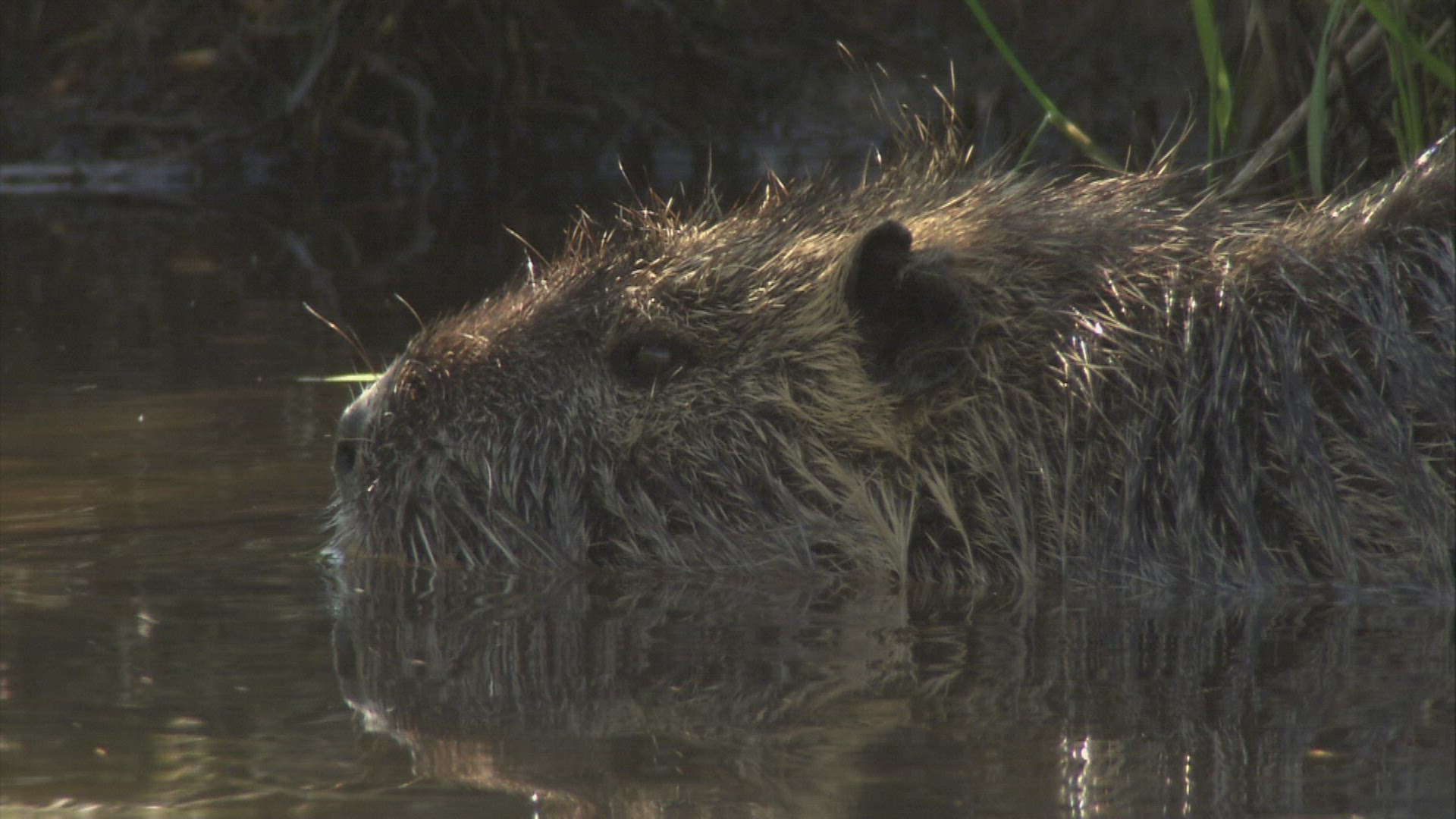 294685321 / Coypu / River / Waterside / Germany