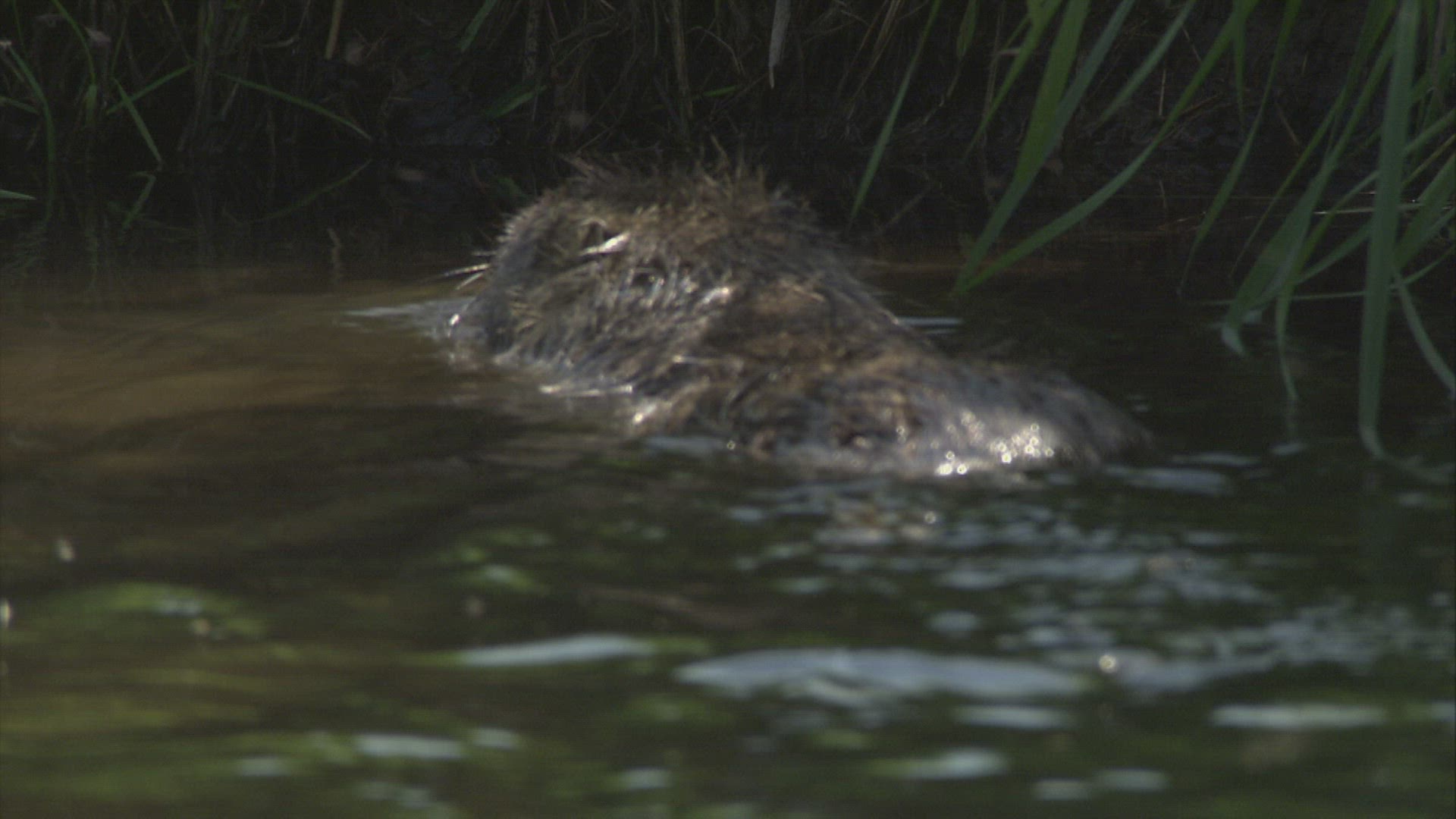 871850537 / Coypu / River / Waterside / Germany
