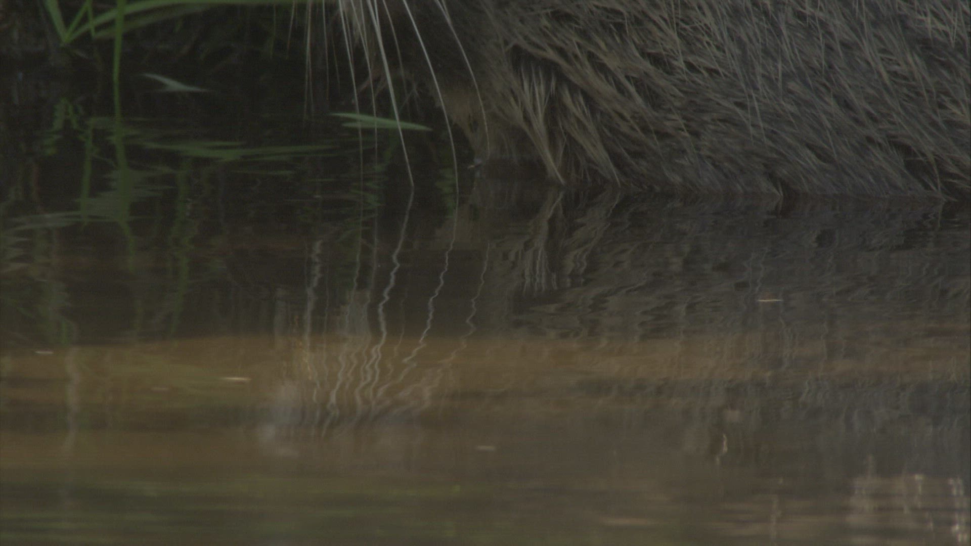 627886472 / Coypu / River / Waterside / Germany