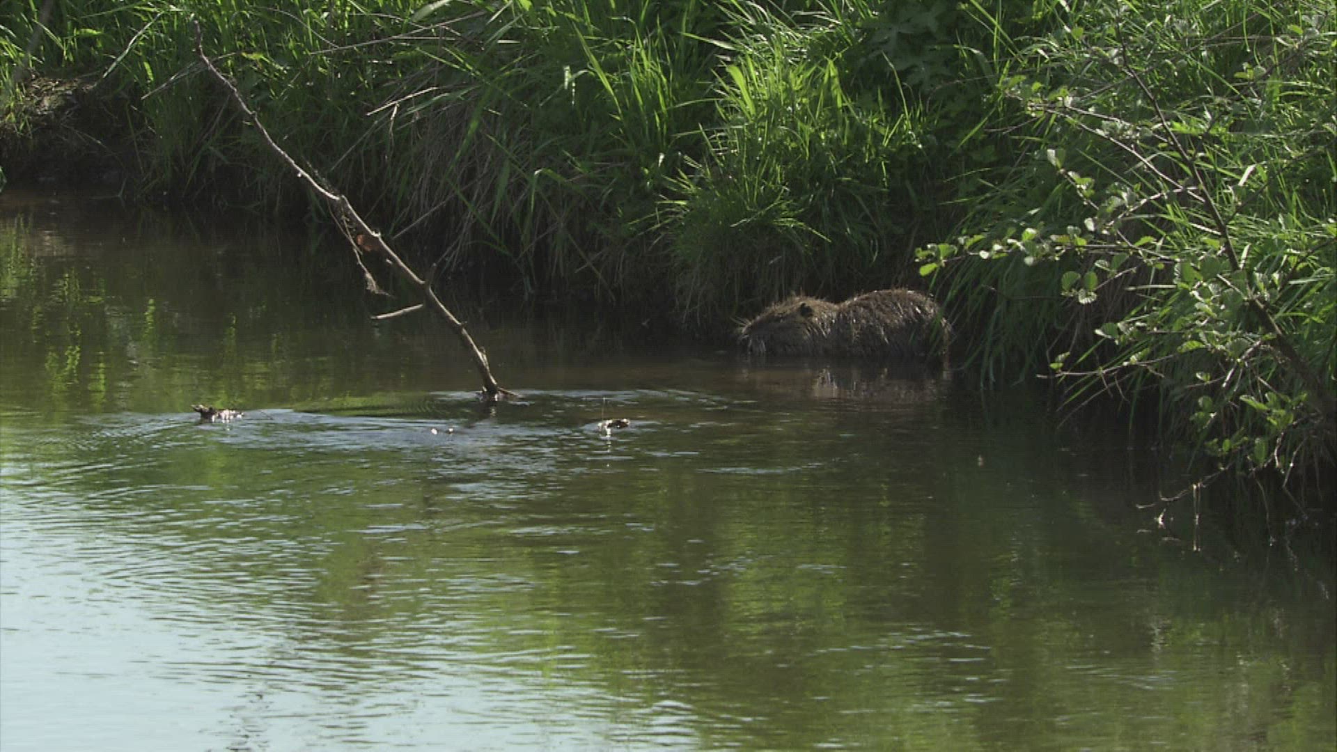 155805630 / Coypu / River / Waterside / Germany