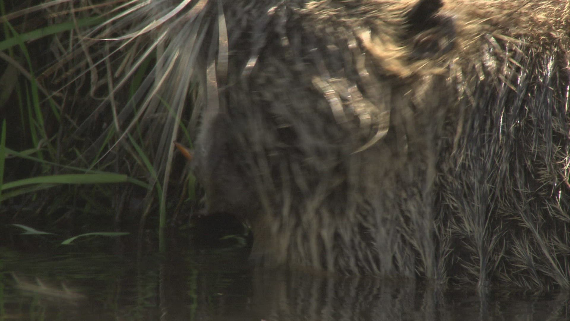 765996980 / Coypu / River / Waterside / Germany