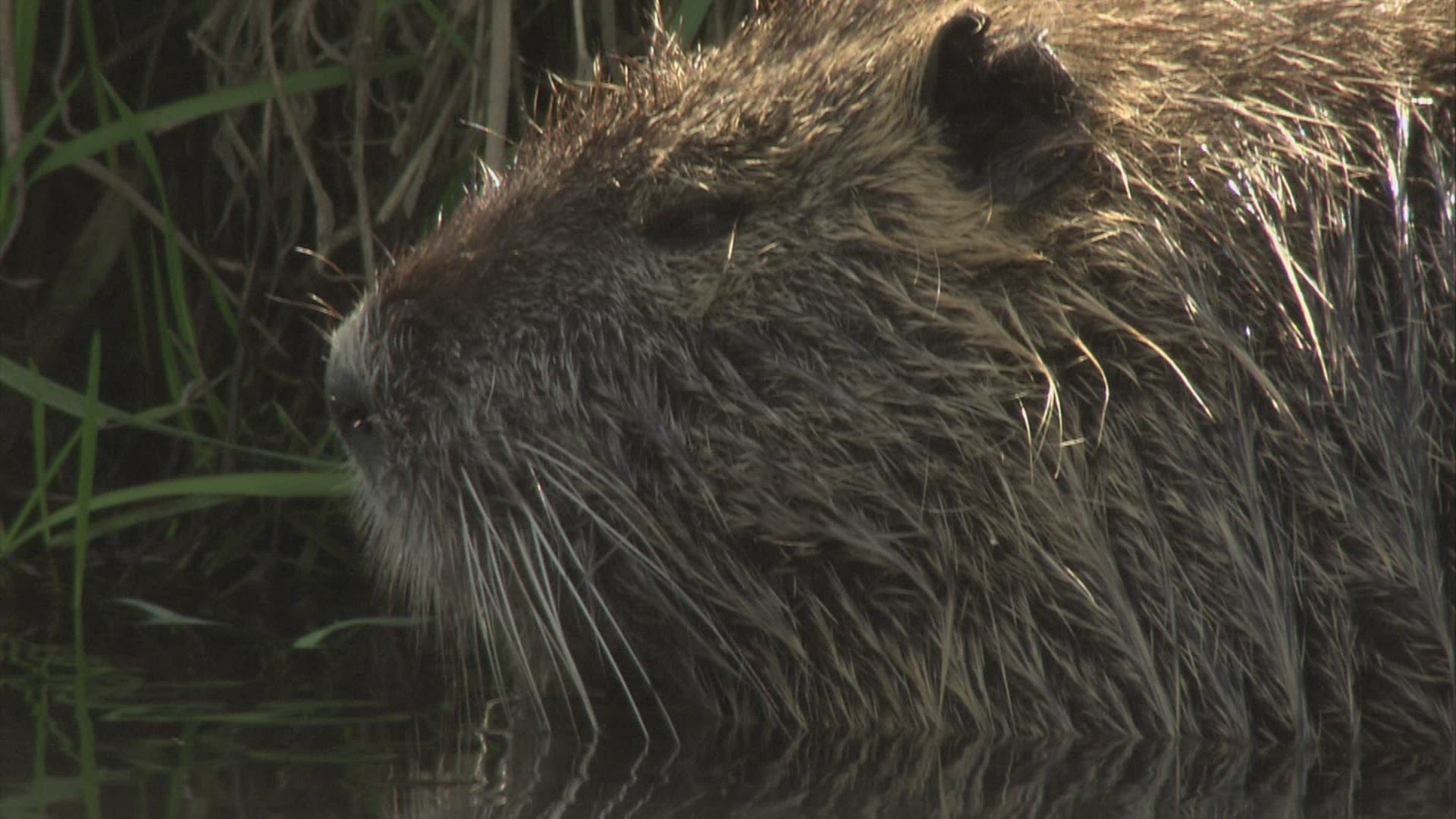 258613762 / Coypu / River / Waterside / Germany
