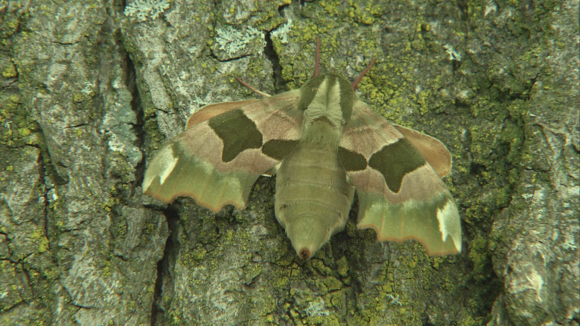 701669812 / Lime Hawk-moth / Bark / Germany