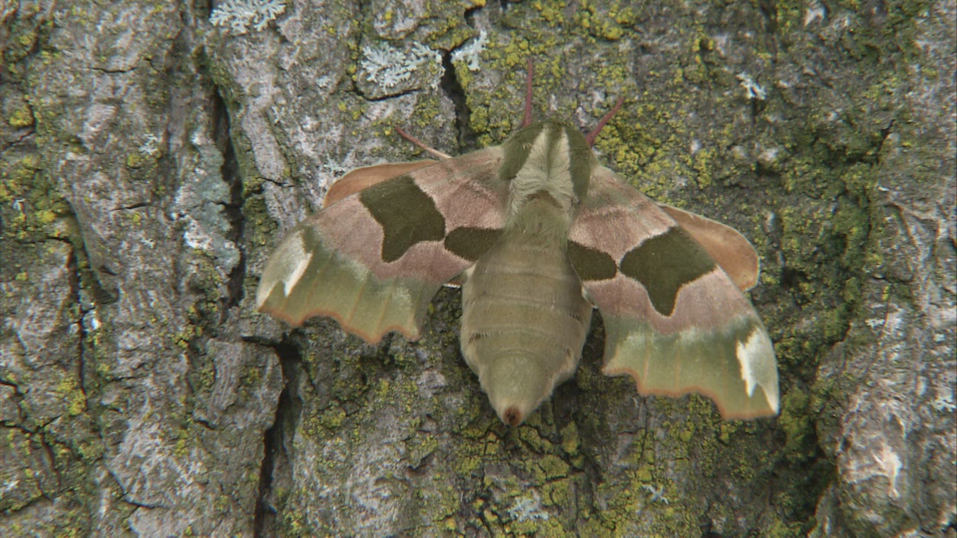 522155384 / Lime Hawk-moth / Bark / Germany