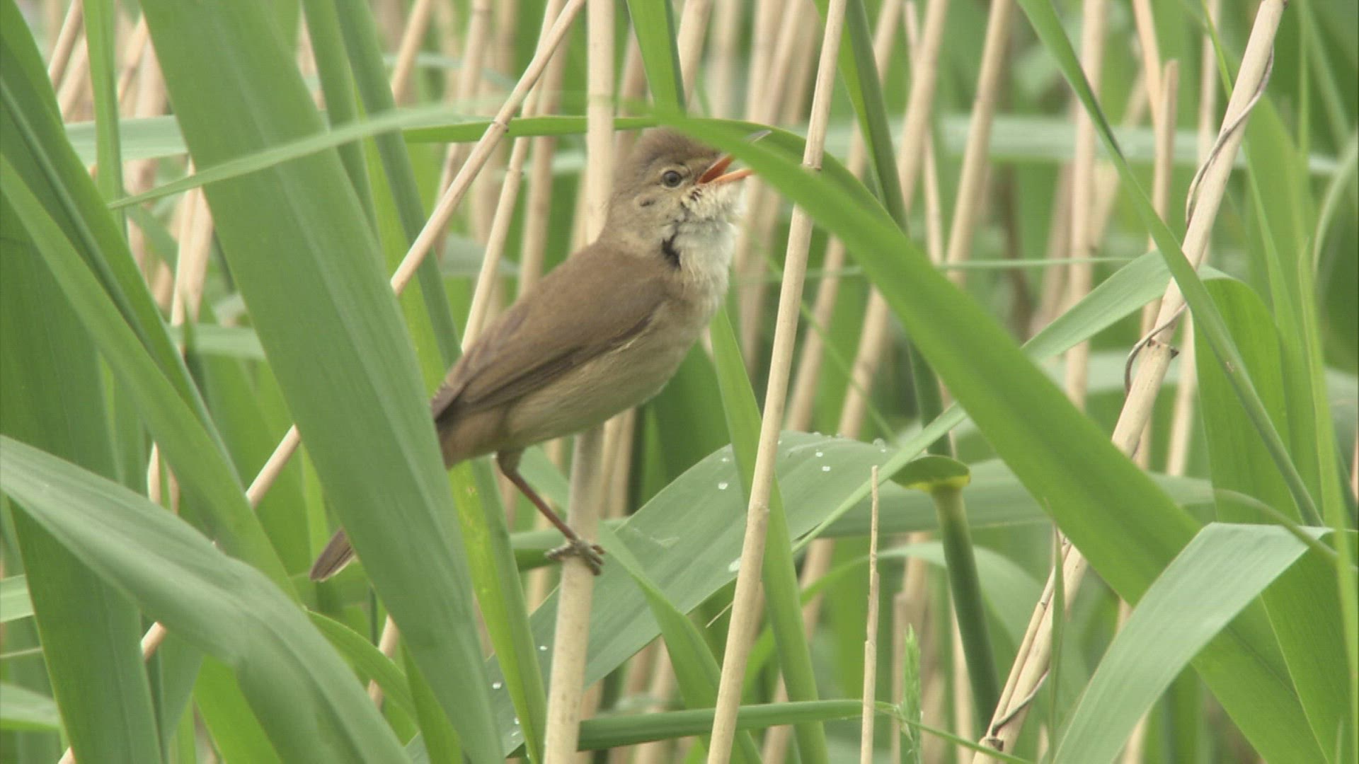 355889611 / Reed Warbler / Germany