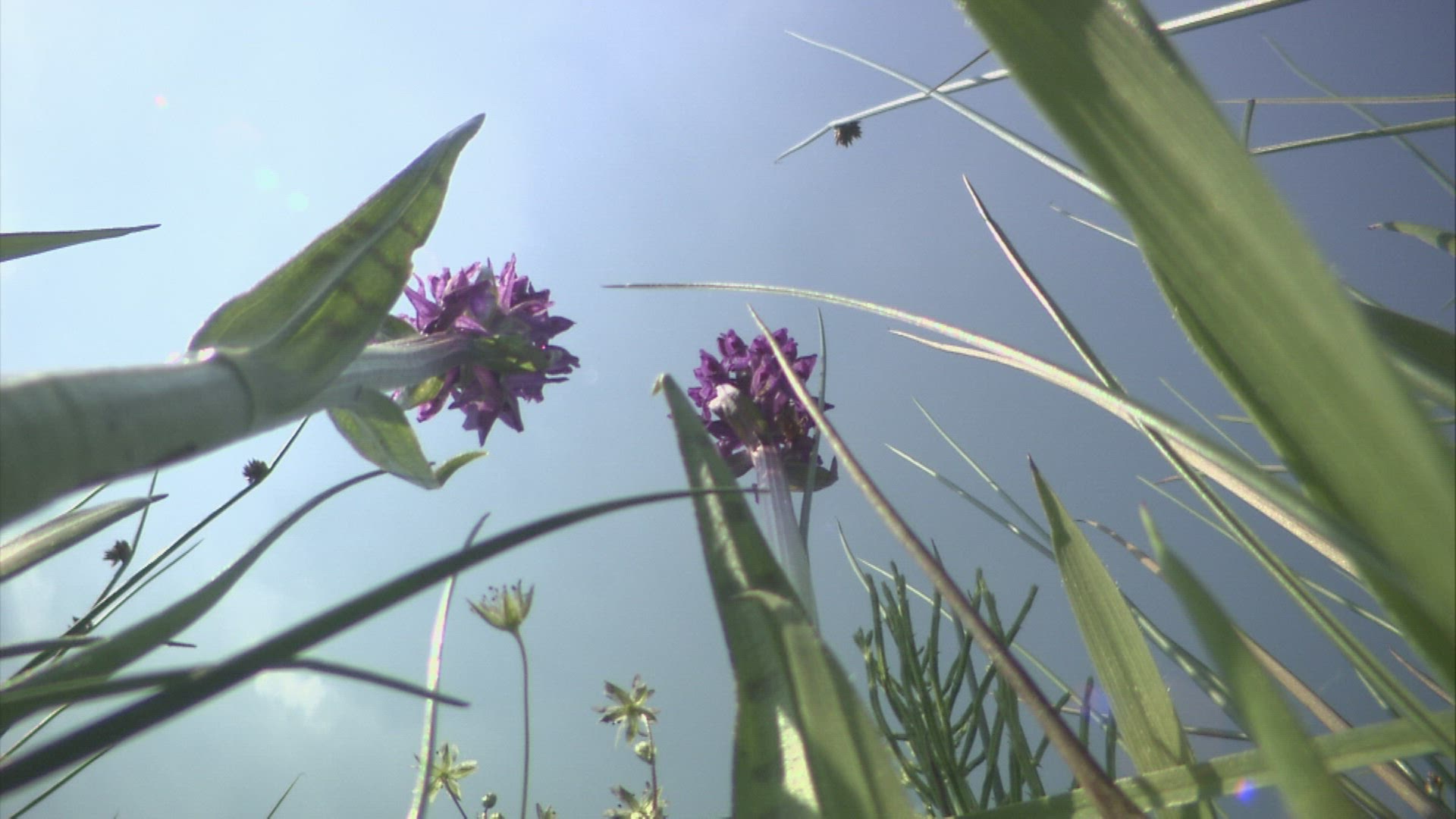 232355060 / Dactylorhiza / Germany 232355060 / Dactylorhiza / Germany