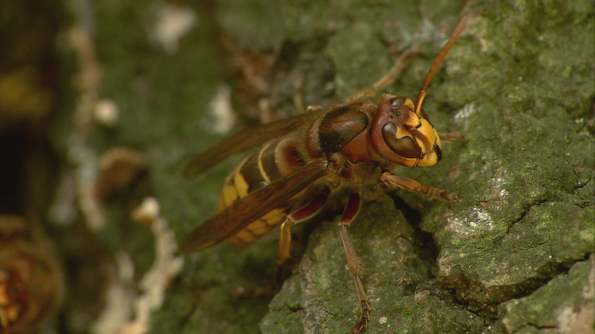 654375430 / Hornet / Germany
