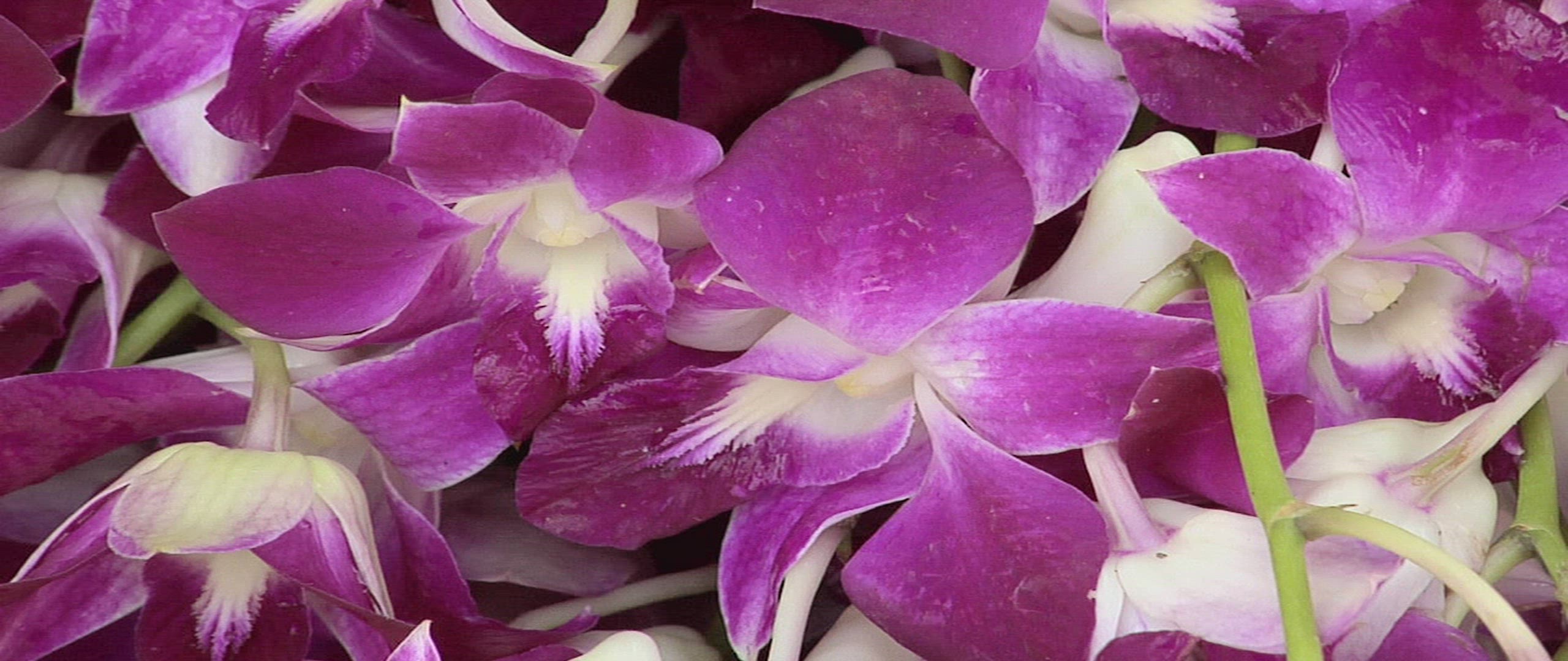 333466153 / Petal / Orchid / Thailand