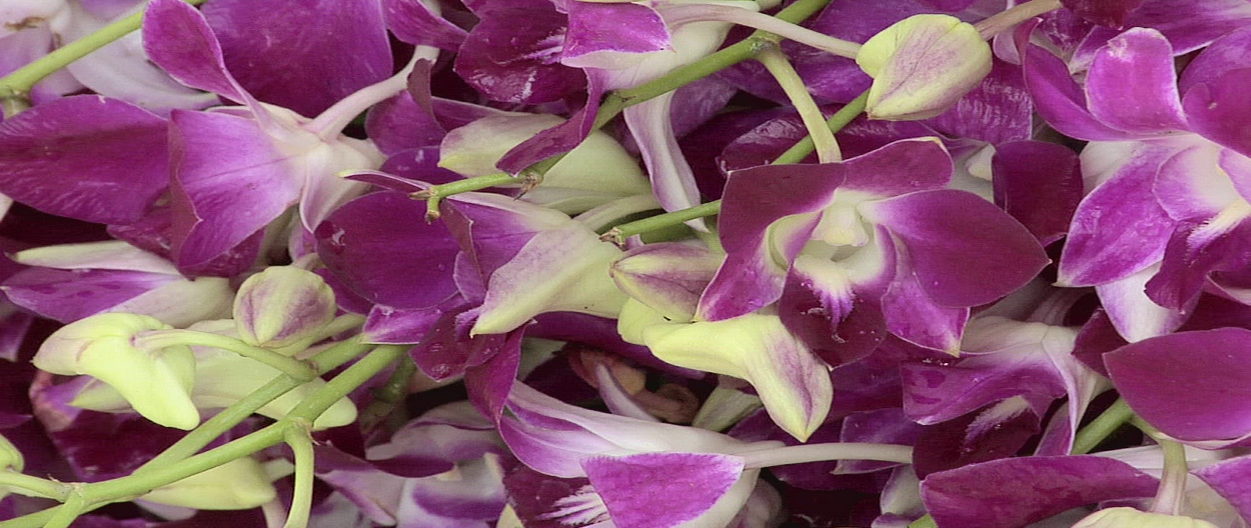 930931708 / Petal / Orchid / Thailand