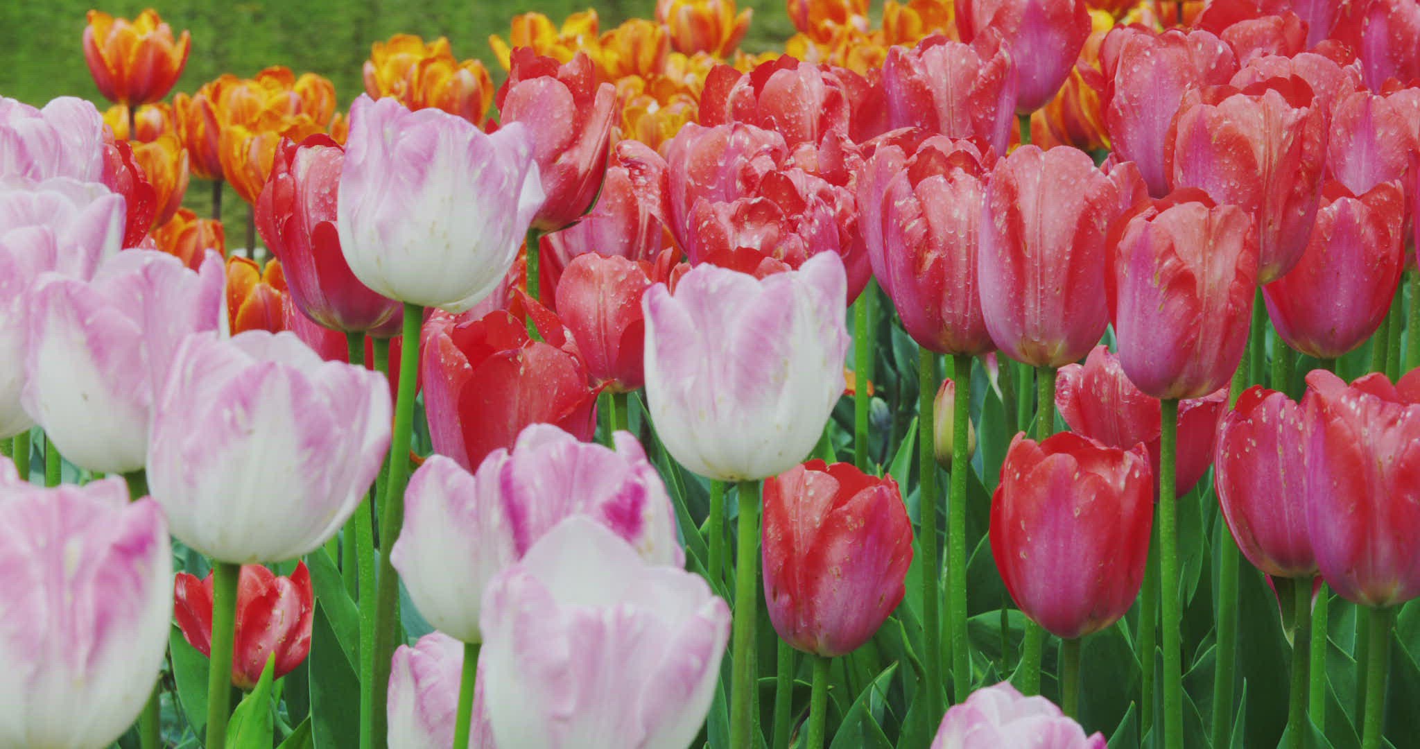 564223608 / Sliding / Tulip / Liliaceae