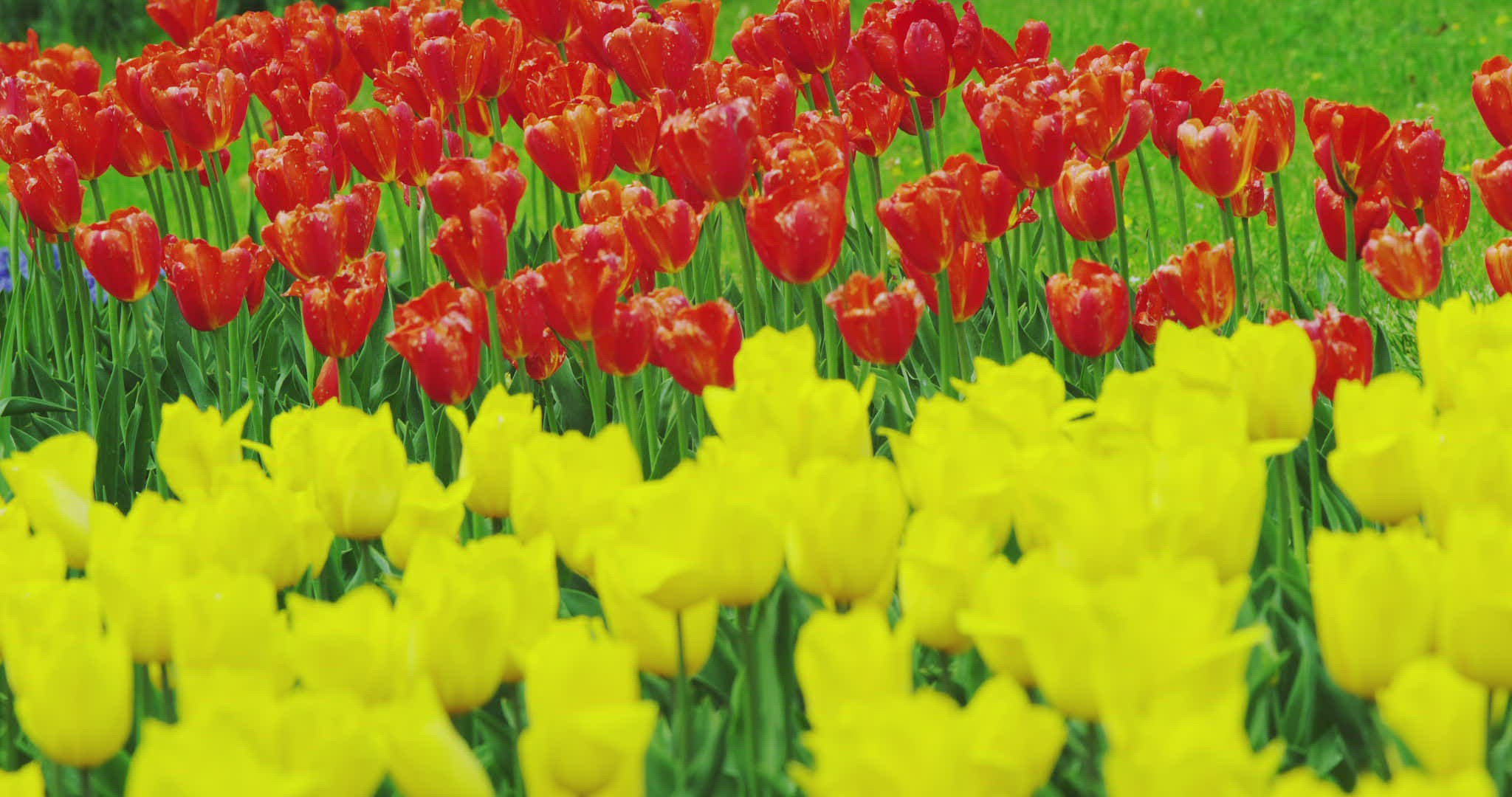 277884724 / Sliding / Tulip / Liliaceae