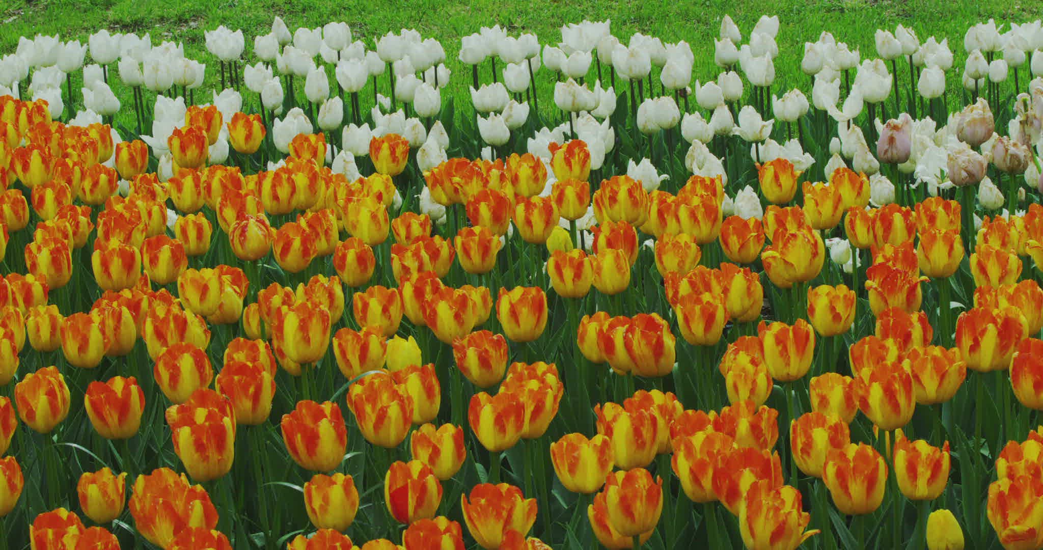 861315279 / Sliding / Tulip / Liliaceae