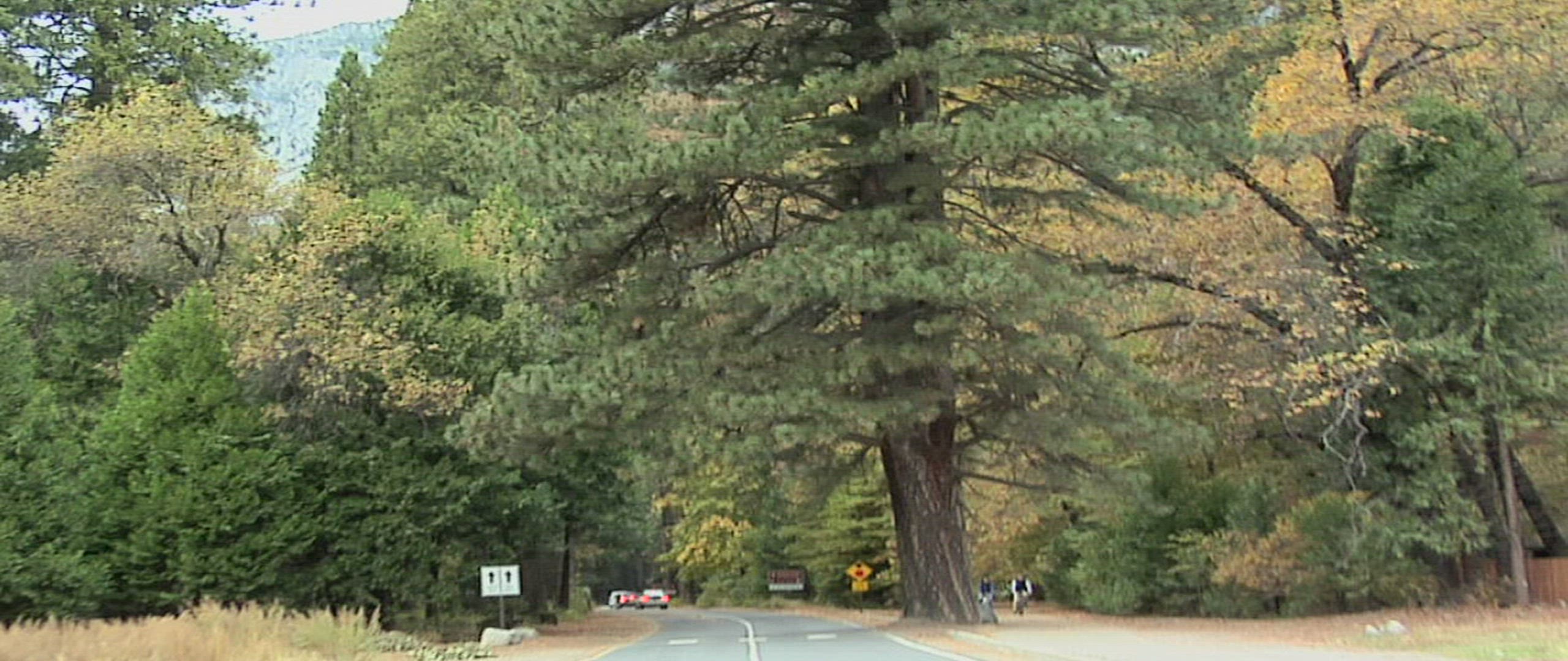 857603161 / Road Traffic / Yosemite National Park / California / USA 857603161 / Road Traffic / Yosemite National Park / California / USA
