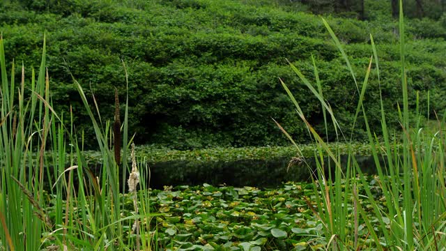 Natural Pond 5