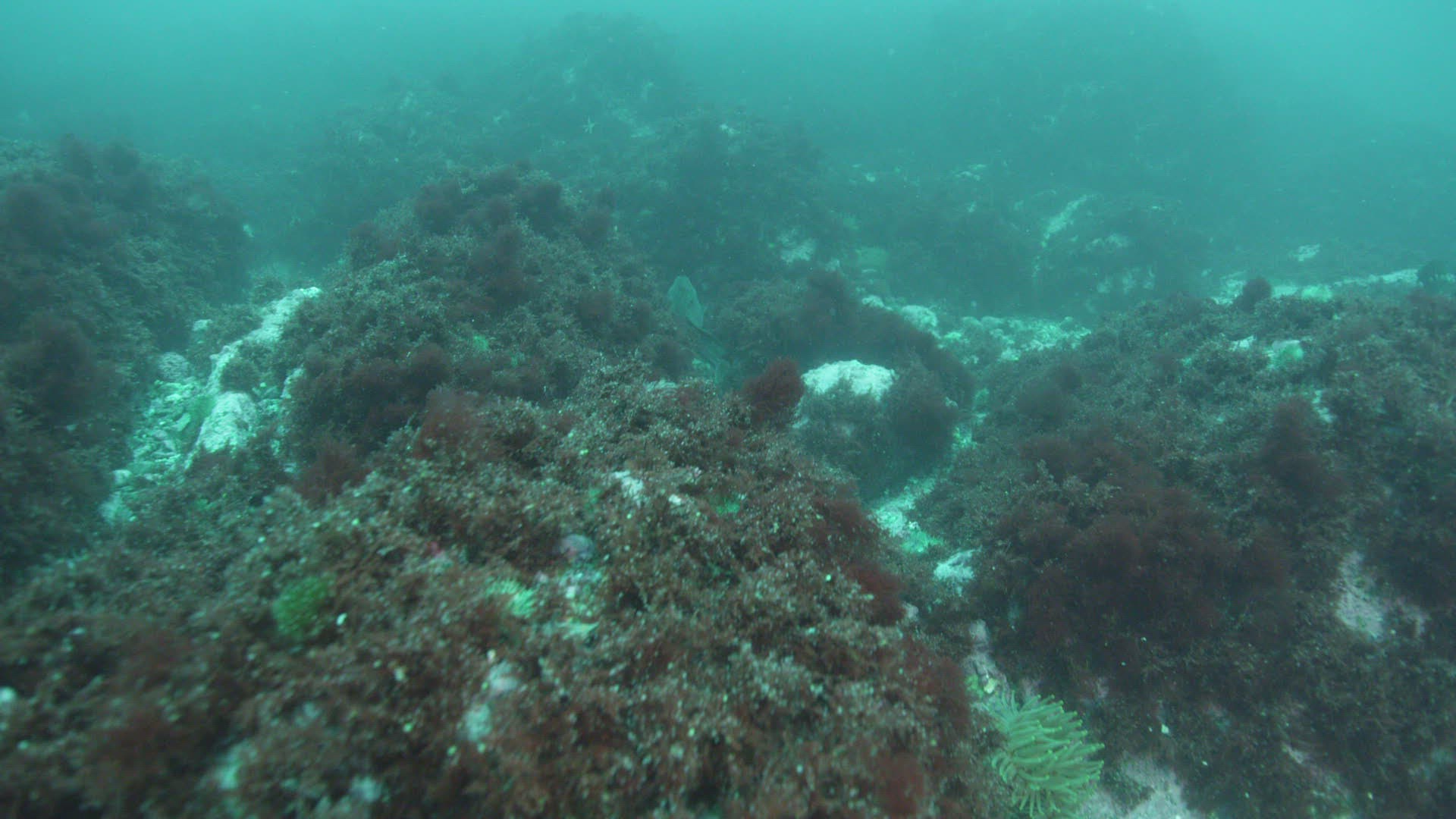 557908405 / Atlantic Wolffish / Atlantic Ocean / Canada