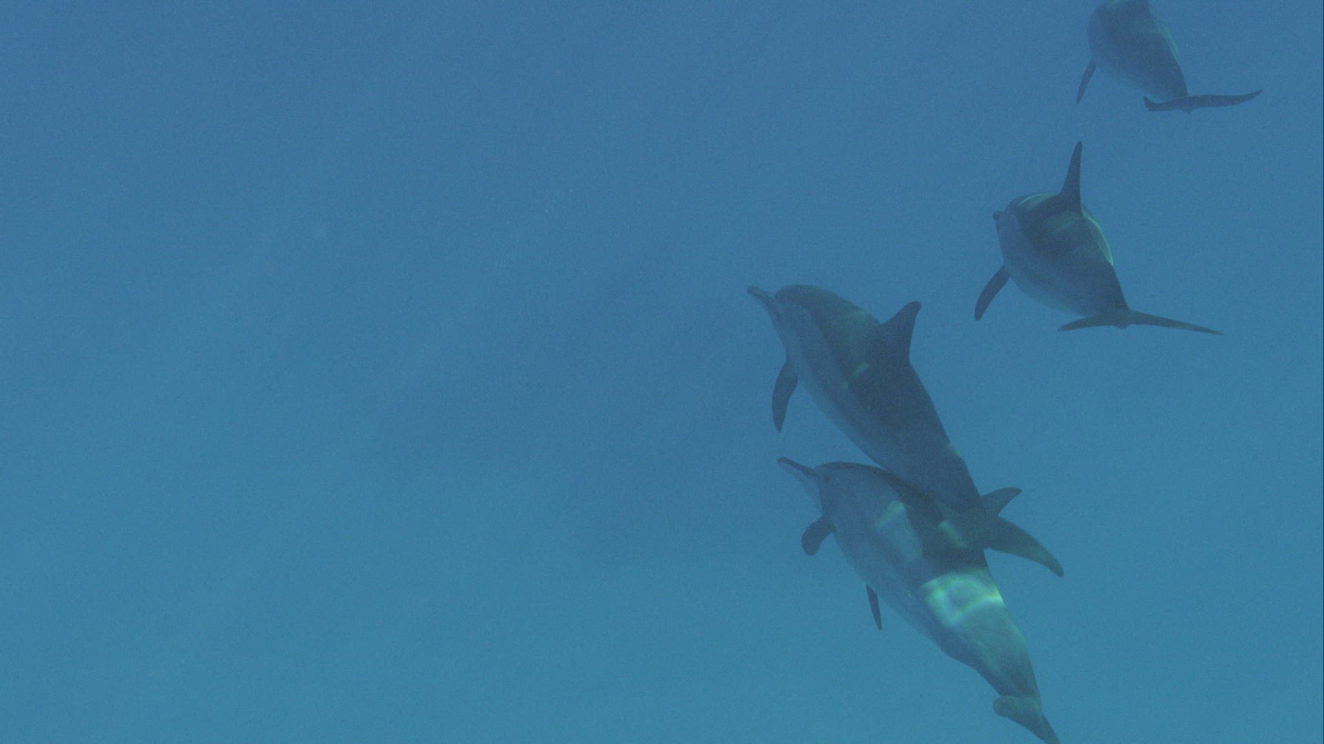 254038669 / Spinner Dolphin / Suckling / Red Sea