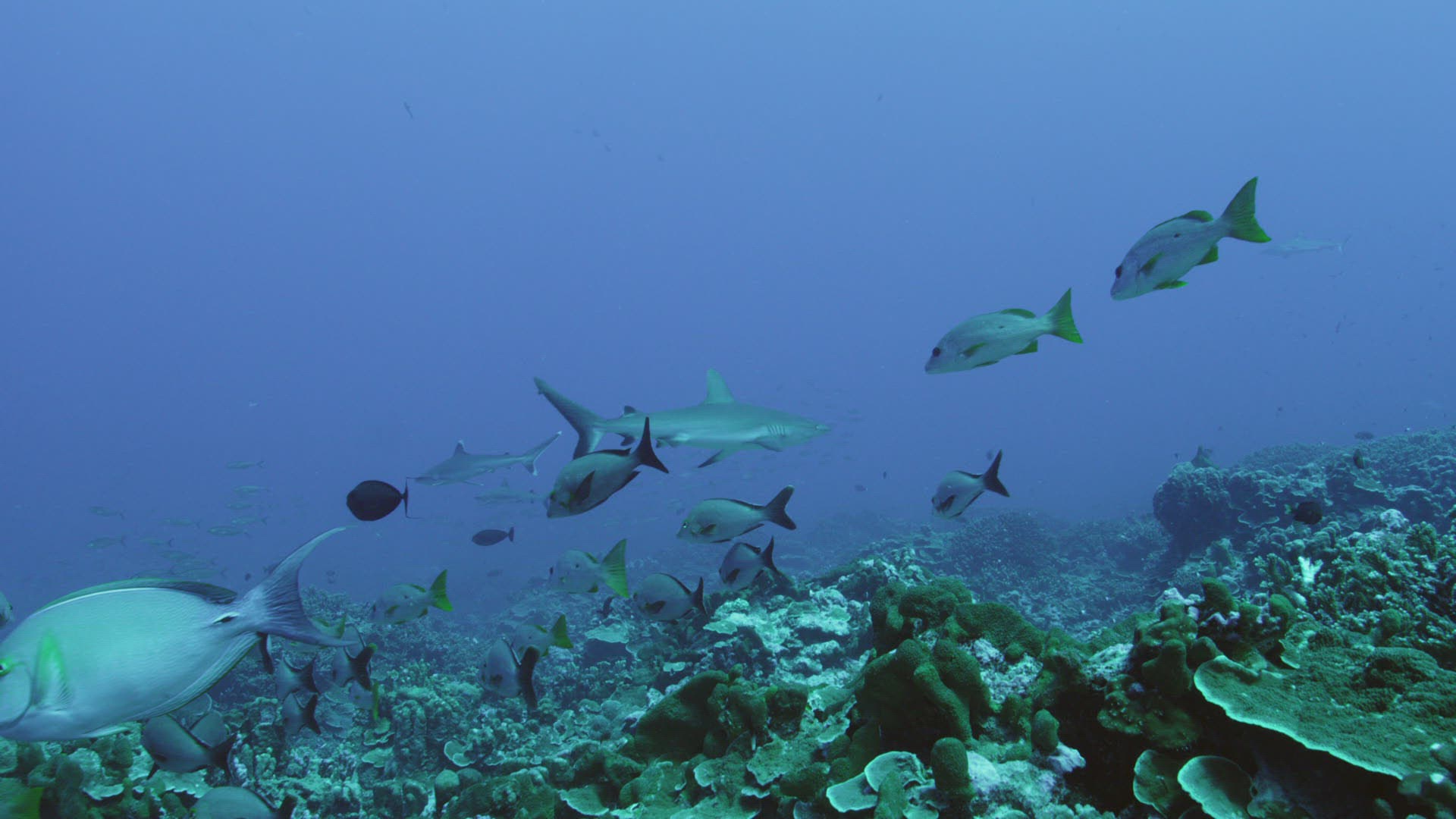 177934417 / Bone Fish / Pacific Ocean / French Polynesia