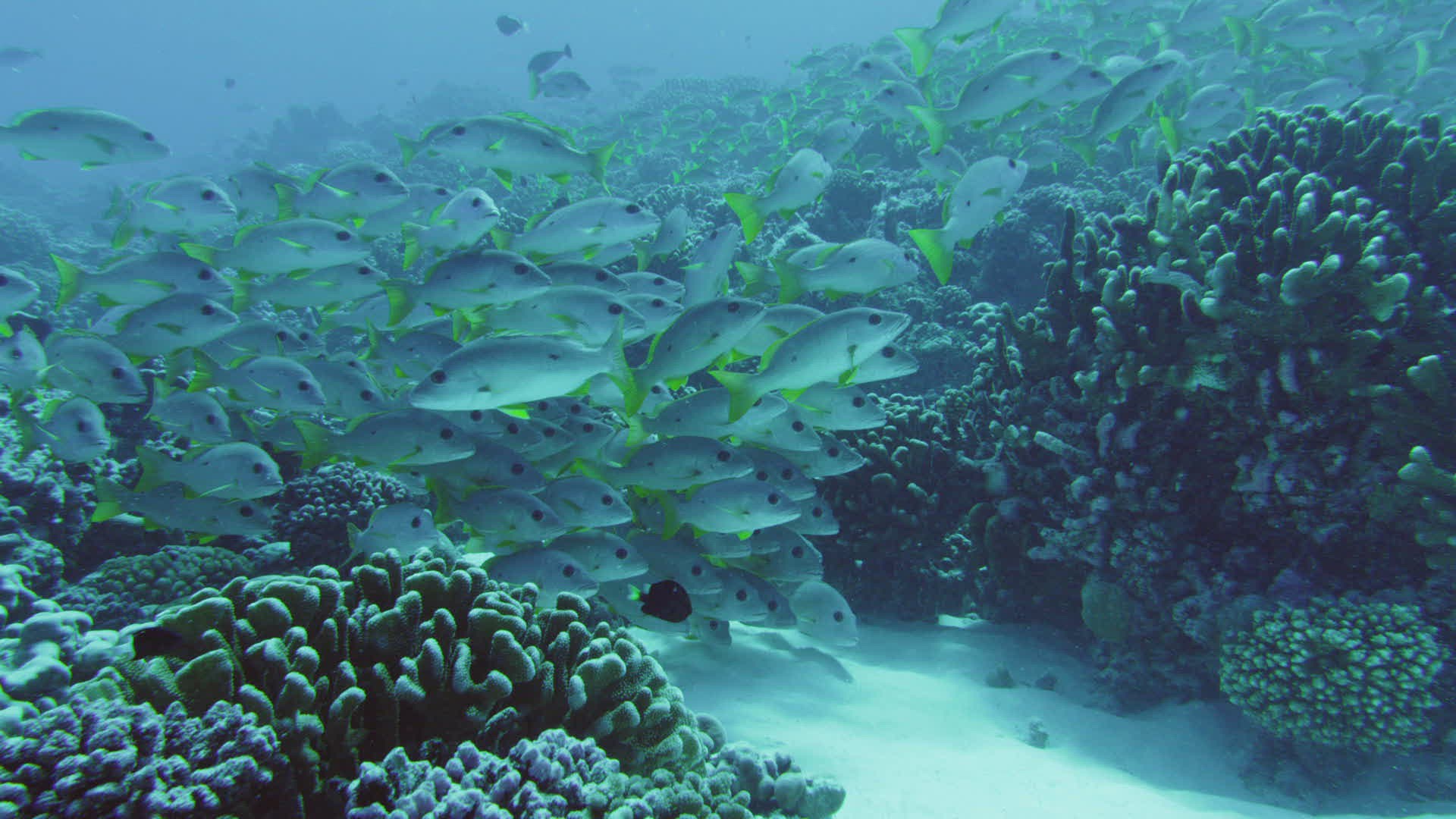 969249381 / Bone Fish / Pacific Ocean / French Polynesia