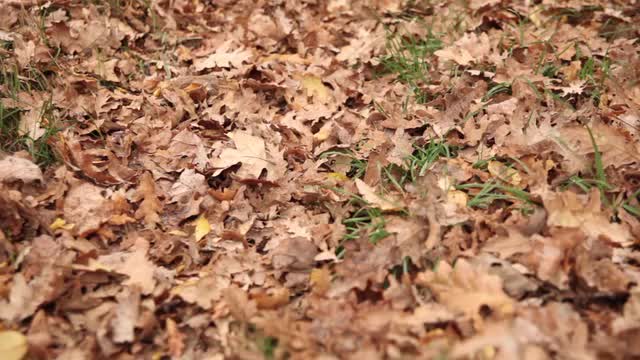 autumm leafs falling
