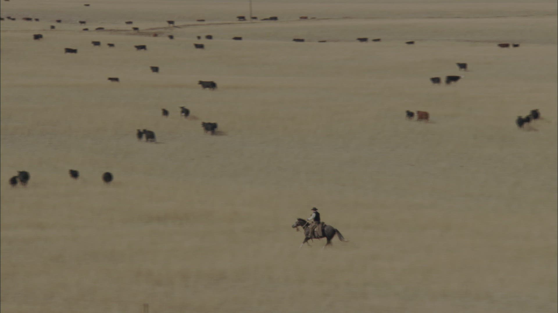963791103 / Cattle Herd / Montana / USA / Aerial